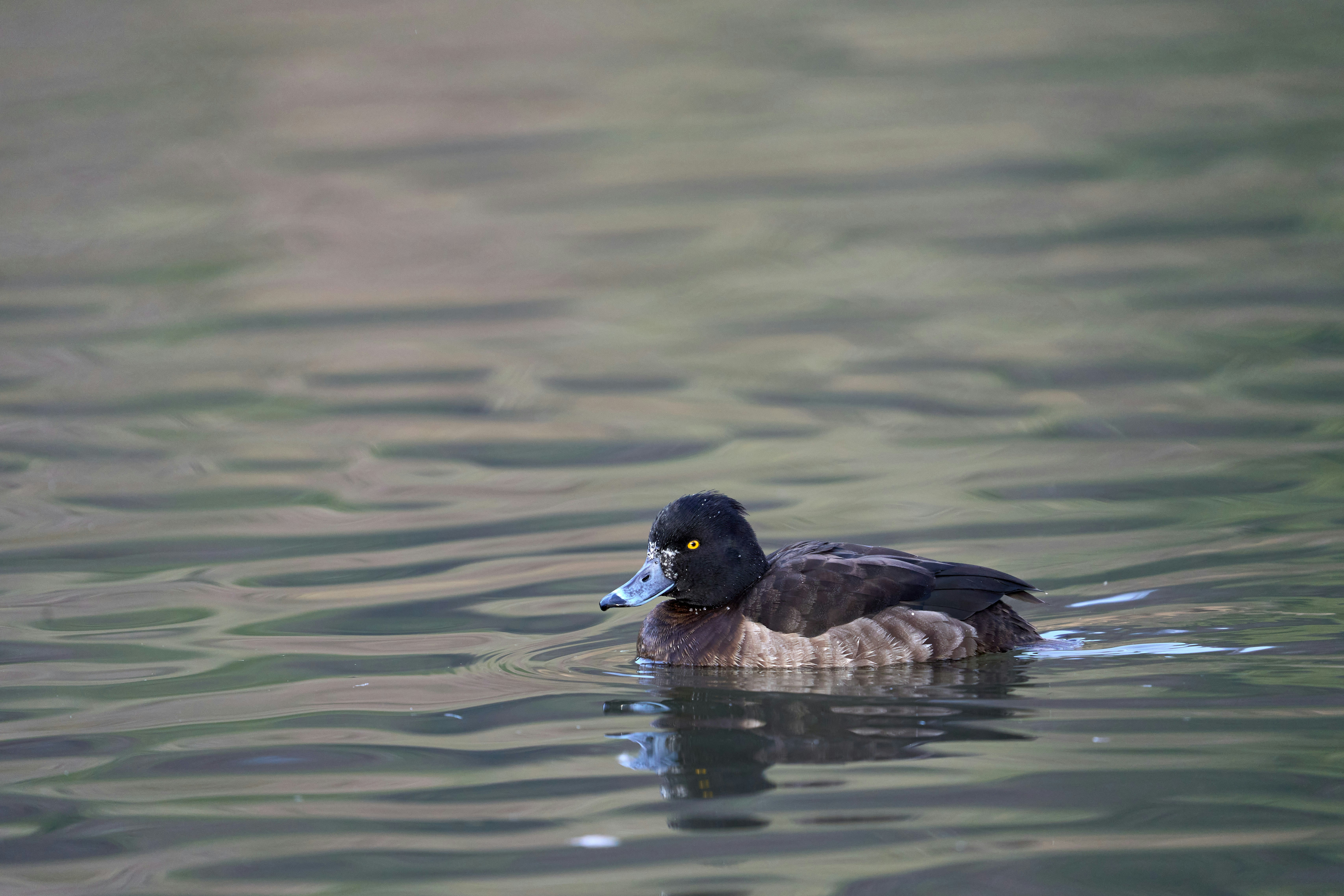 Photo by wolfgang_hasselmann