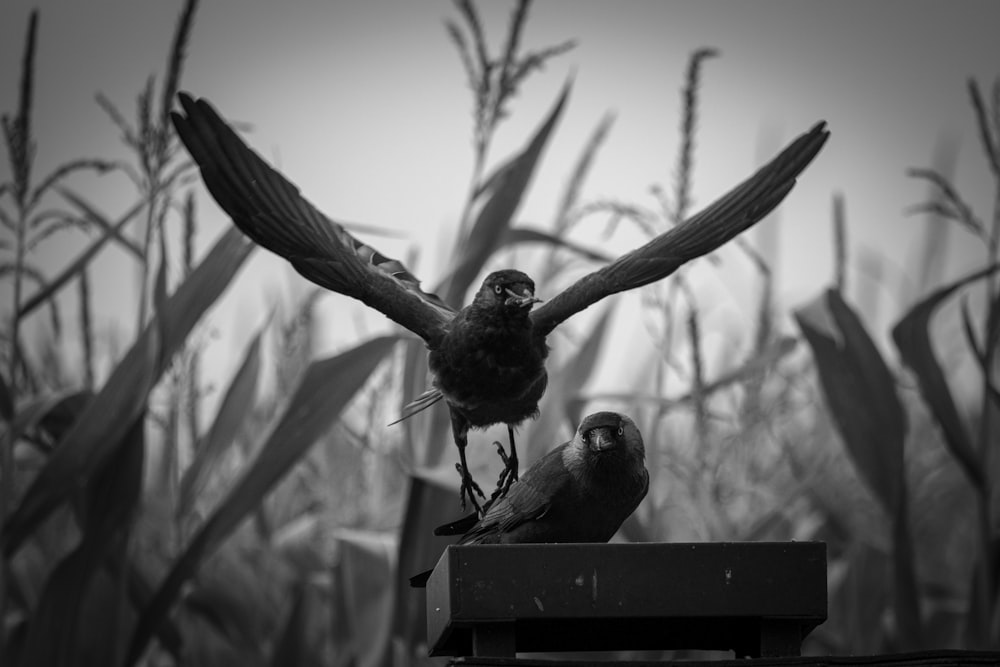 a couple of birds sit on top of a bird feeder