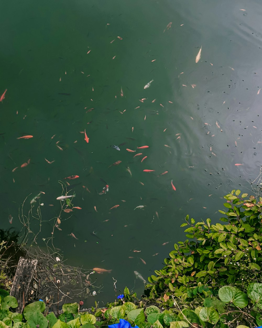 a pond with fish in it