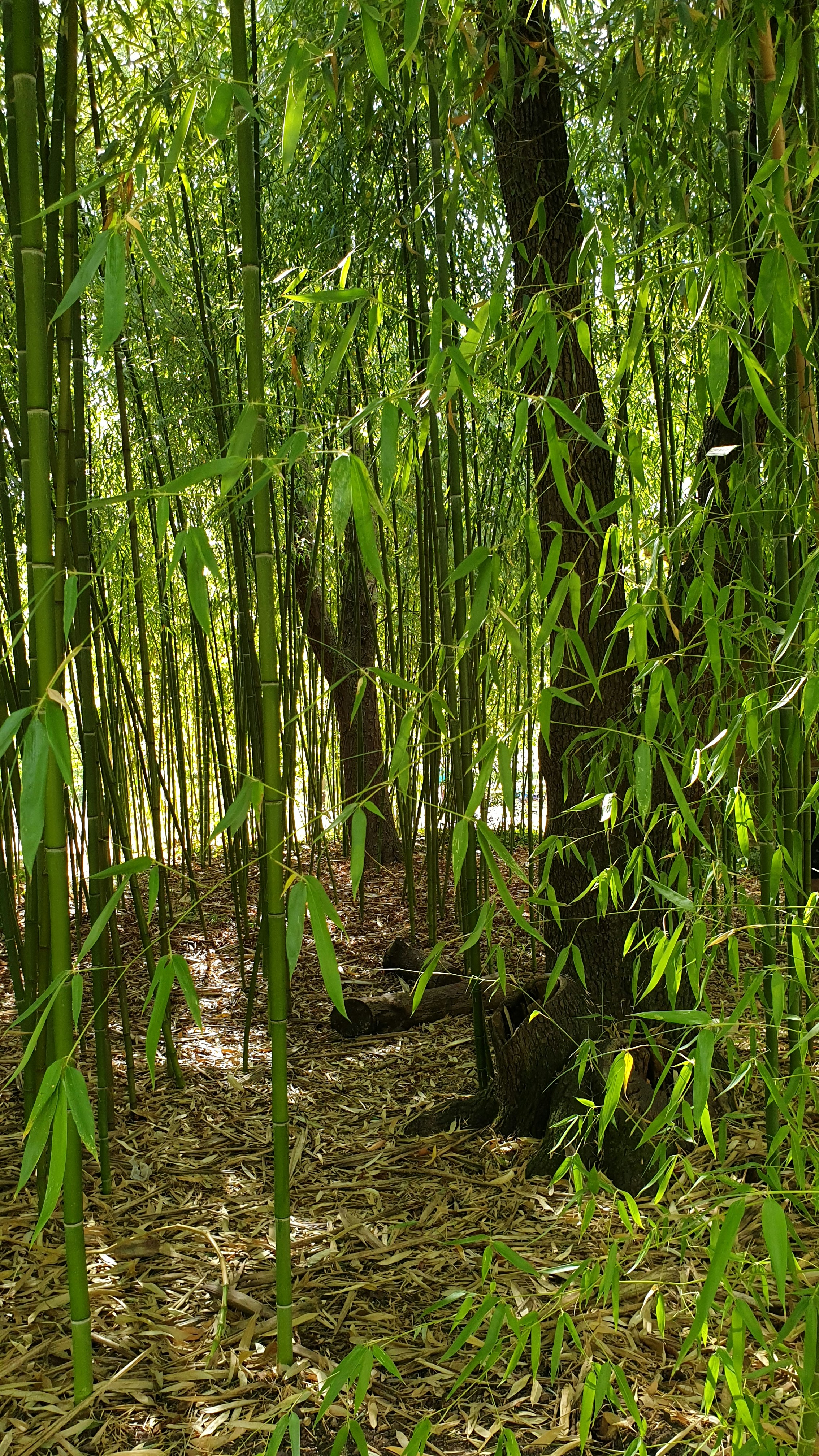 Bois de Vincennes — 12e arrondissement