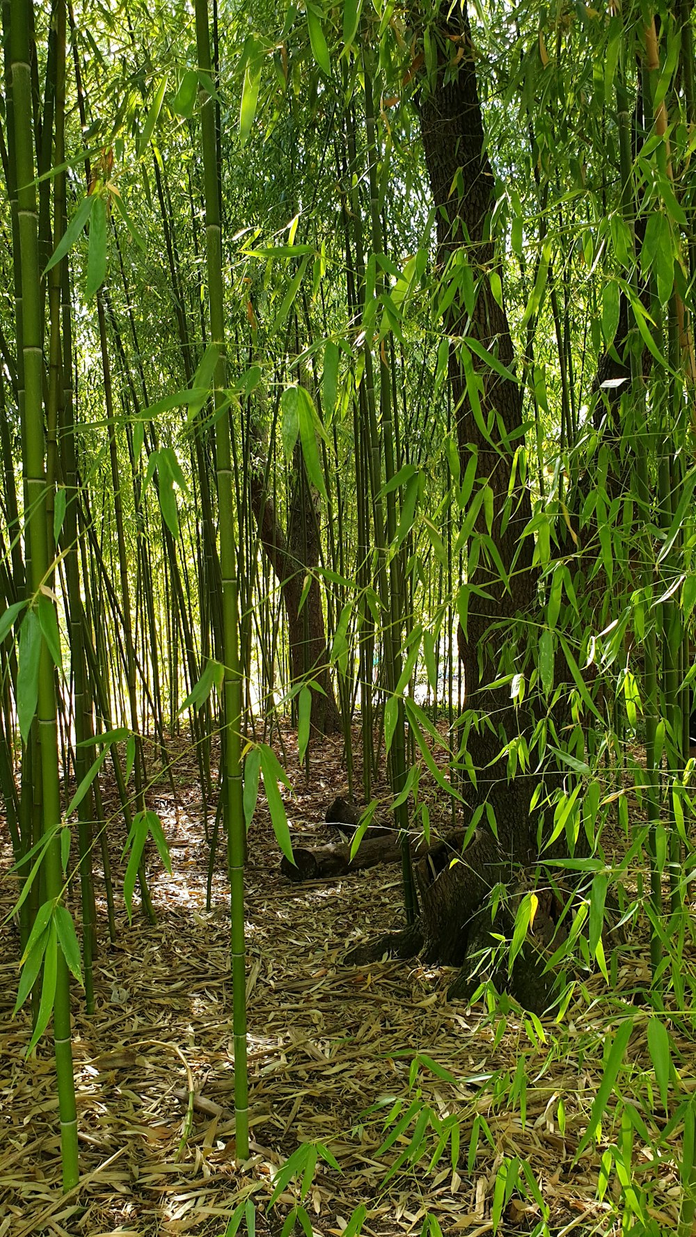 Un grupo de árboles de bambú