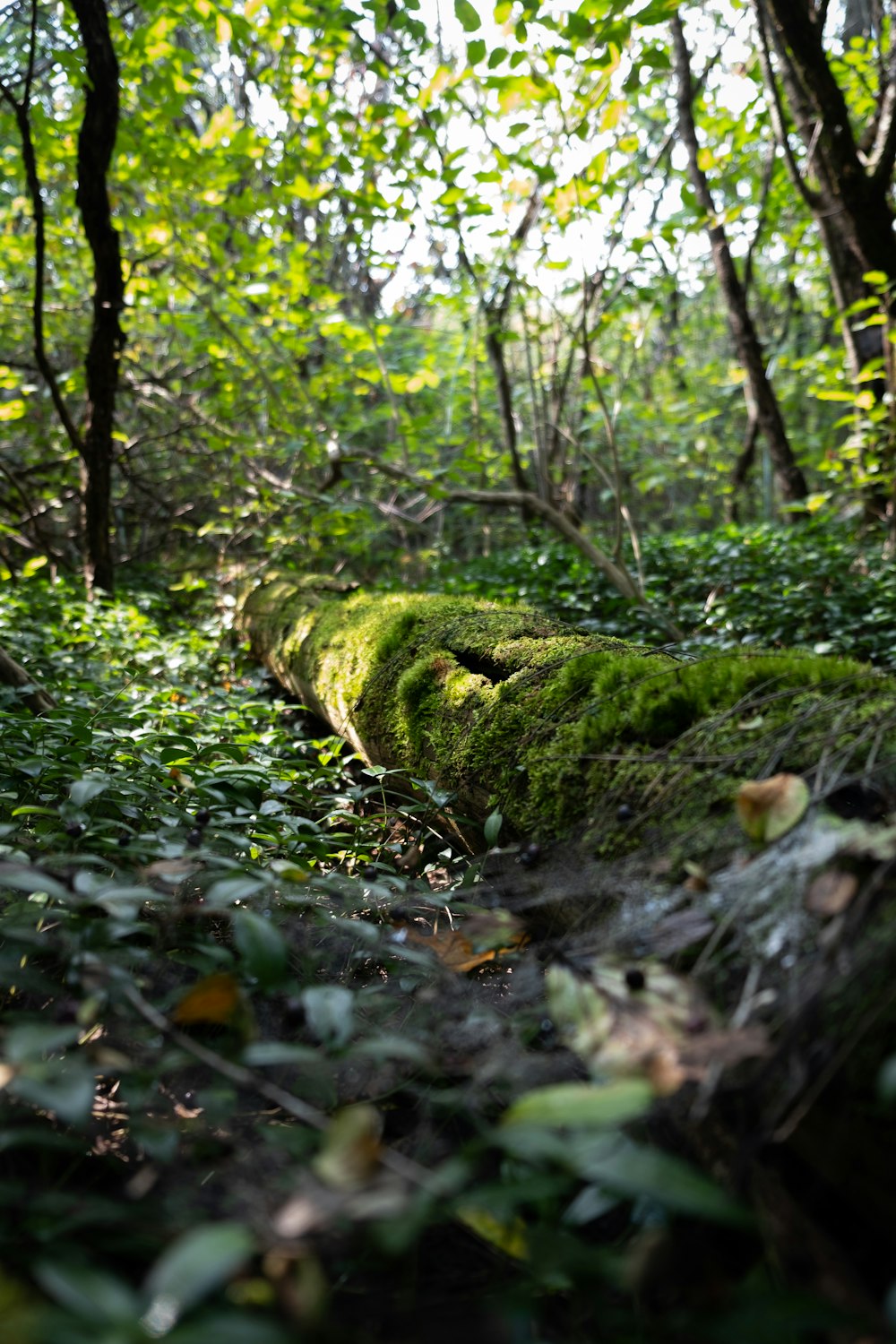 a mossy tree trunk in a forest