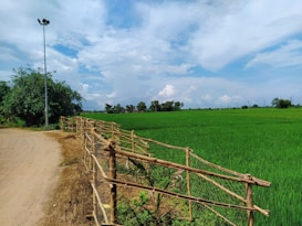 A rural landscape featuring a lush green field of crops bordered by a wooden fence. A dirt path runs alongside the field, and a tall streetlamp stands near a cluster of green trees. The sky above is partly cloudy, with patches of blue visible.
