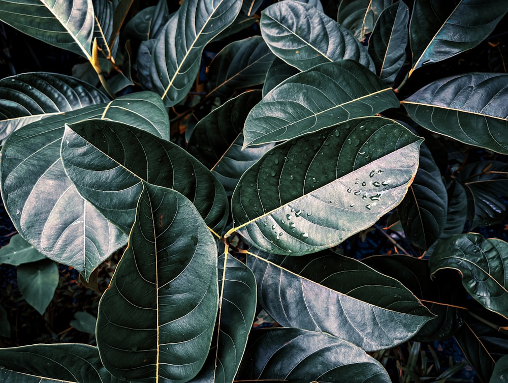 a close-up of a leaf