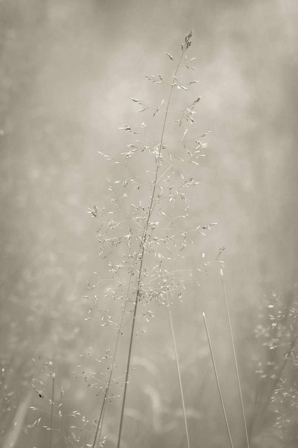 a close-up of a plant