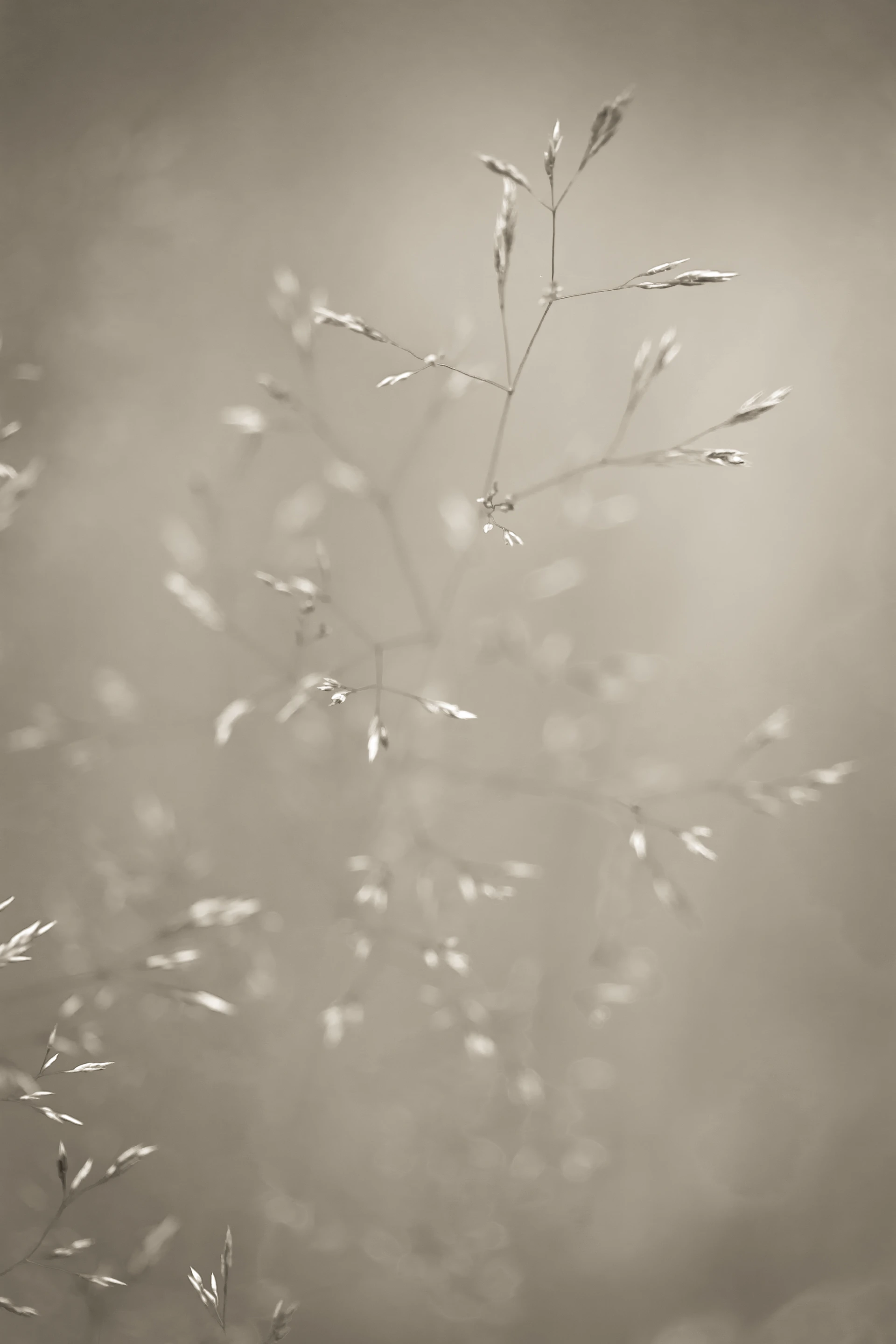 a close up of a plant