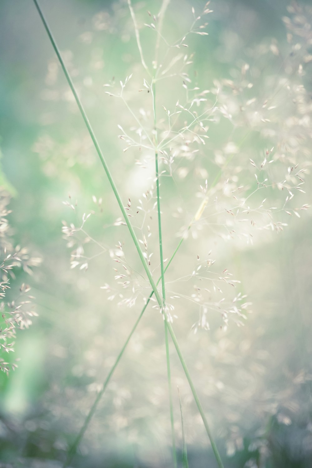 close up of a plant