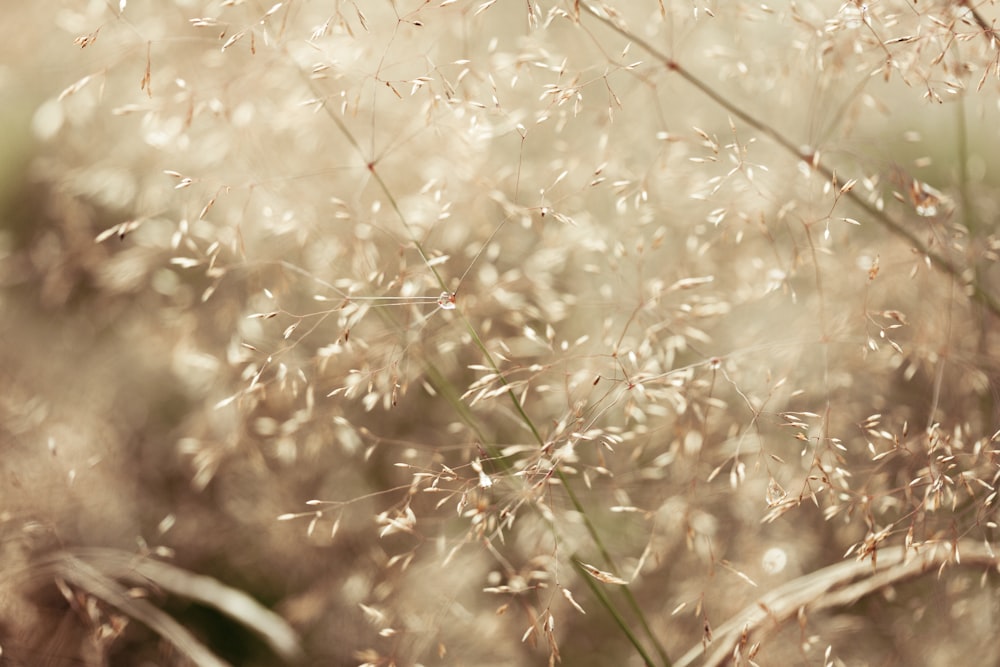 close up of a plant