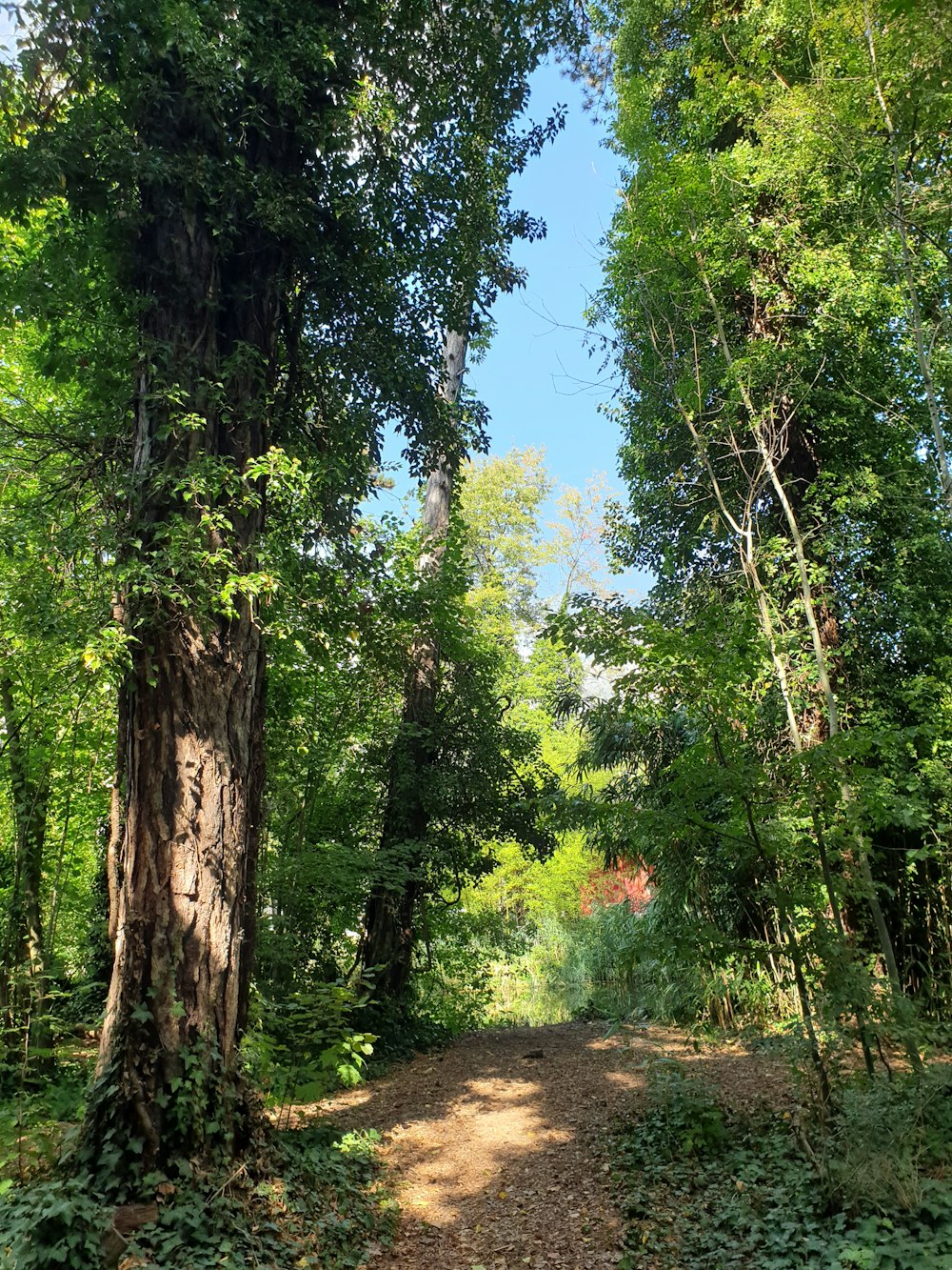 Un camino de tierra en un bosque