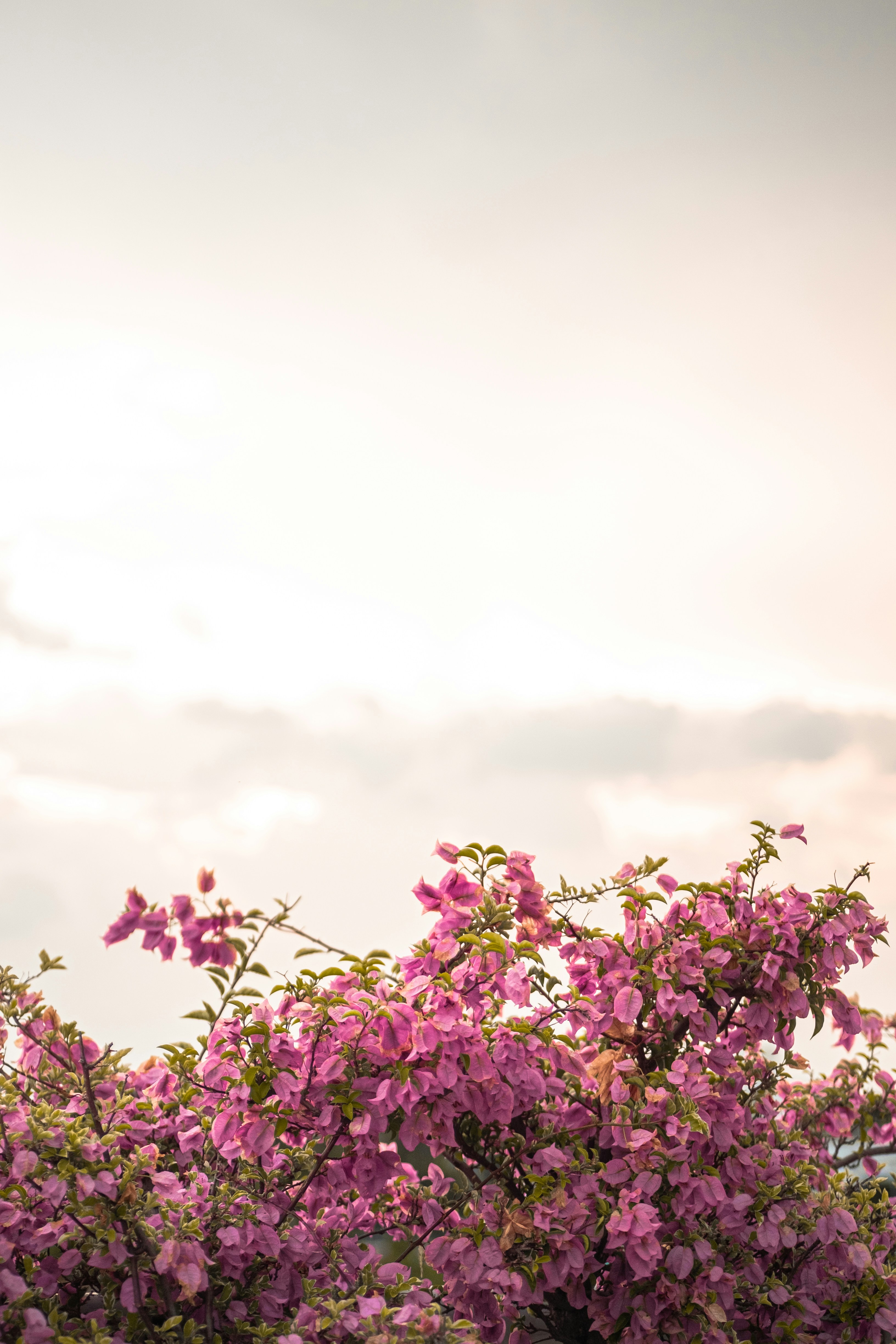 a tree with purple flowers