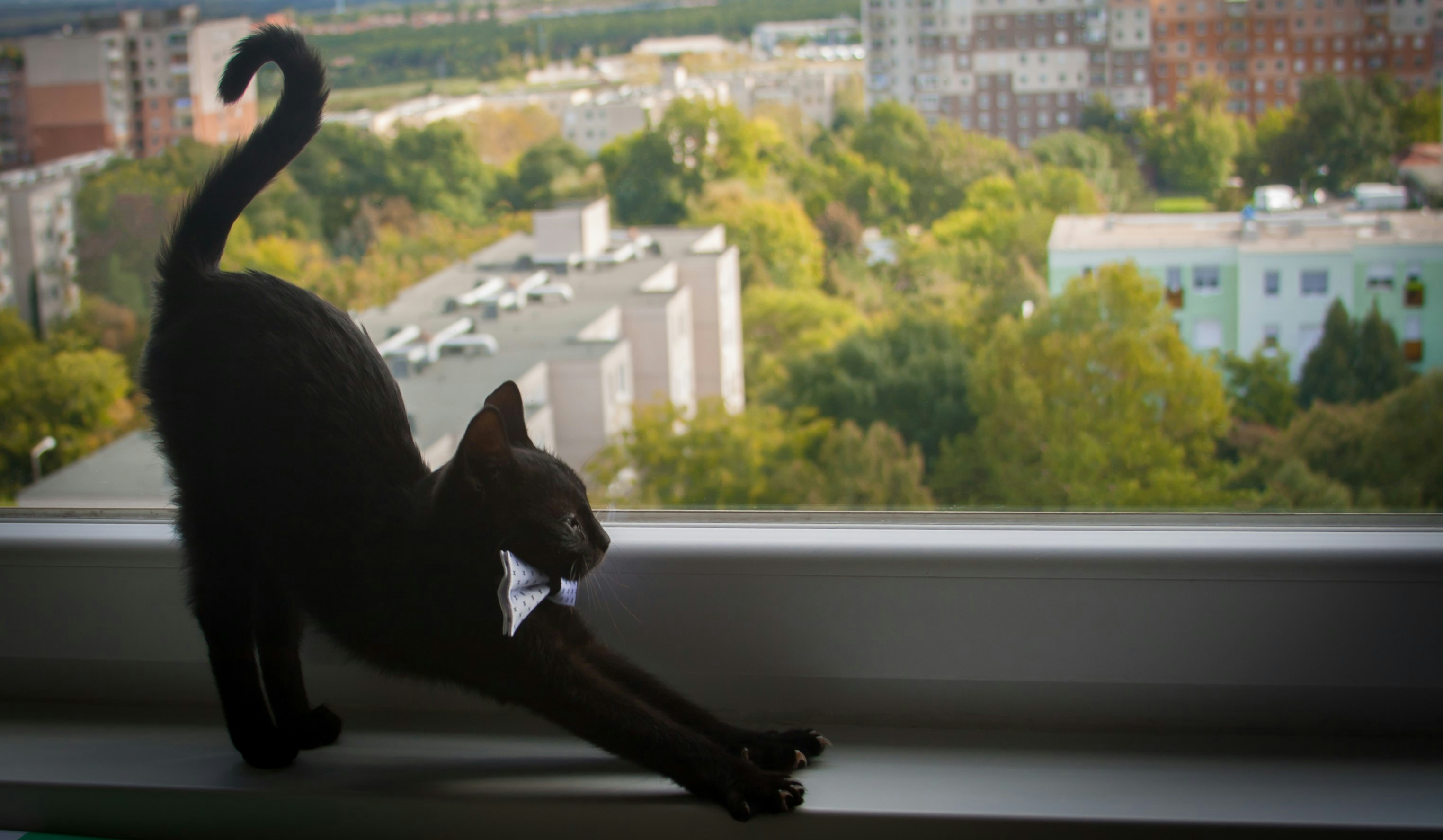 a cat on a window ledge