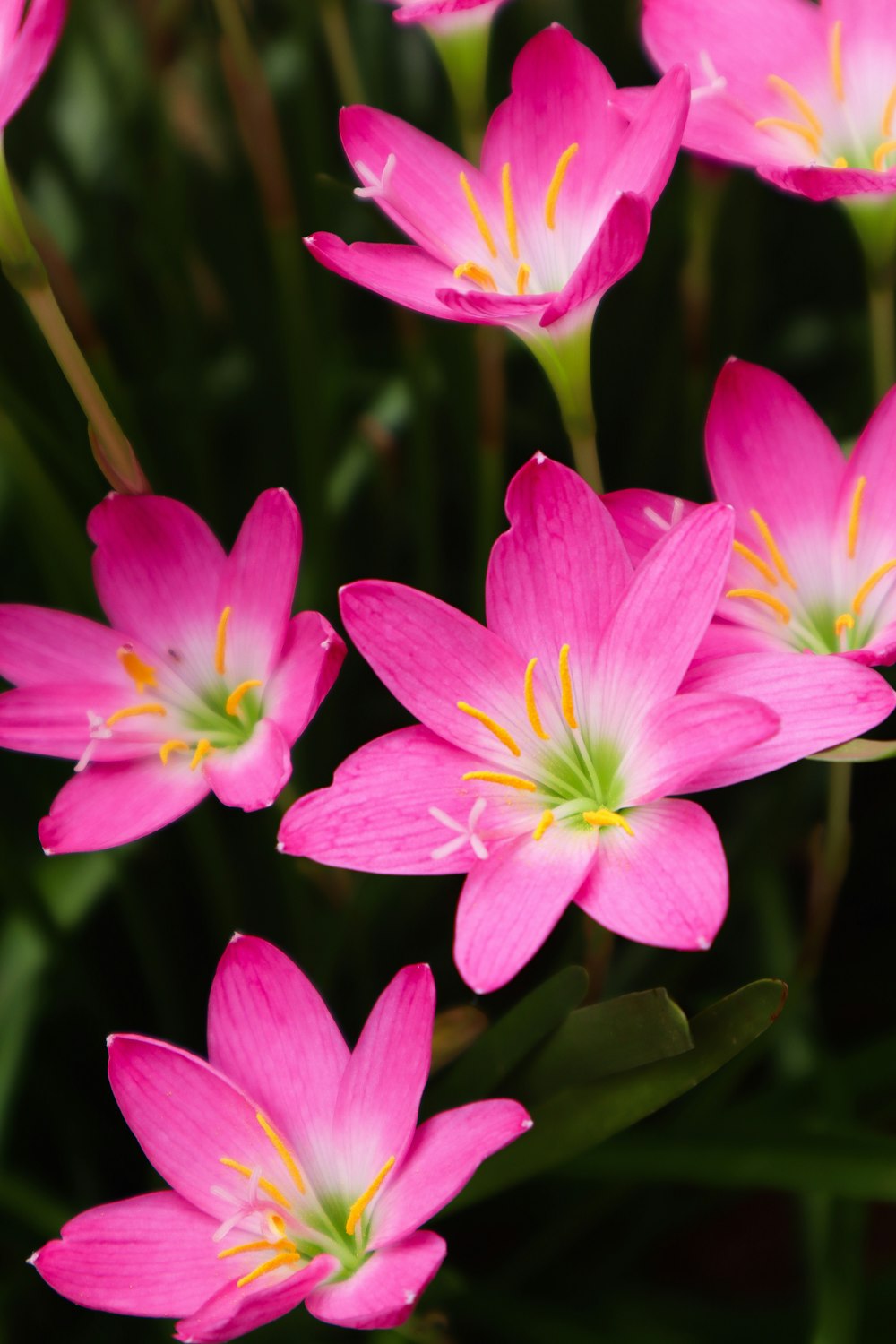 a group of pink flowers