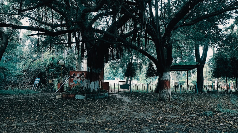 a park with trees