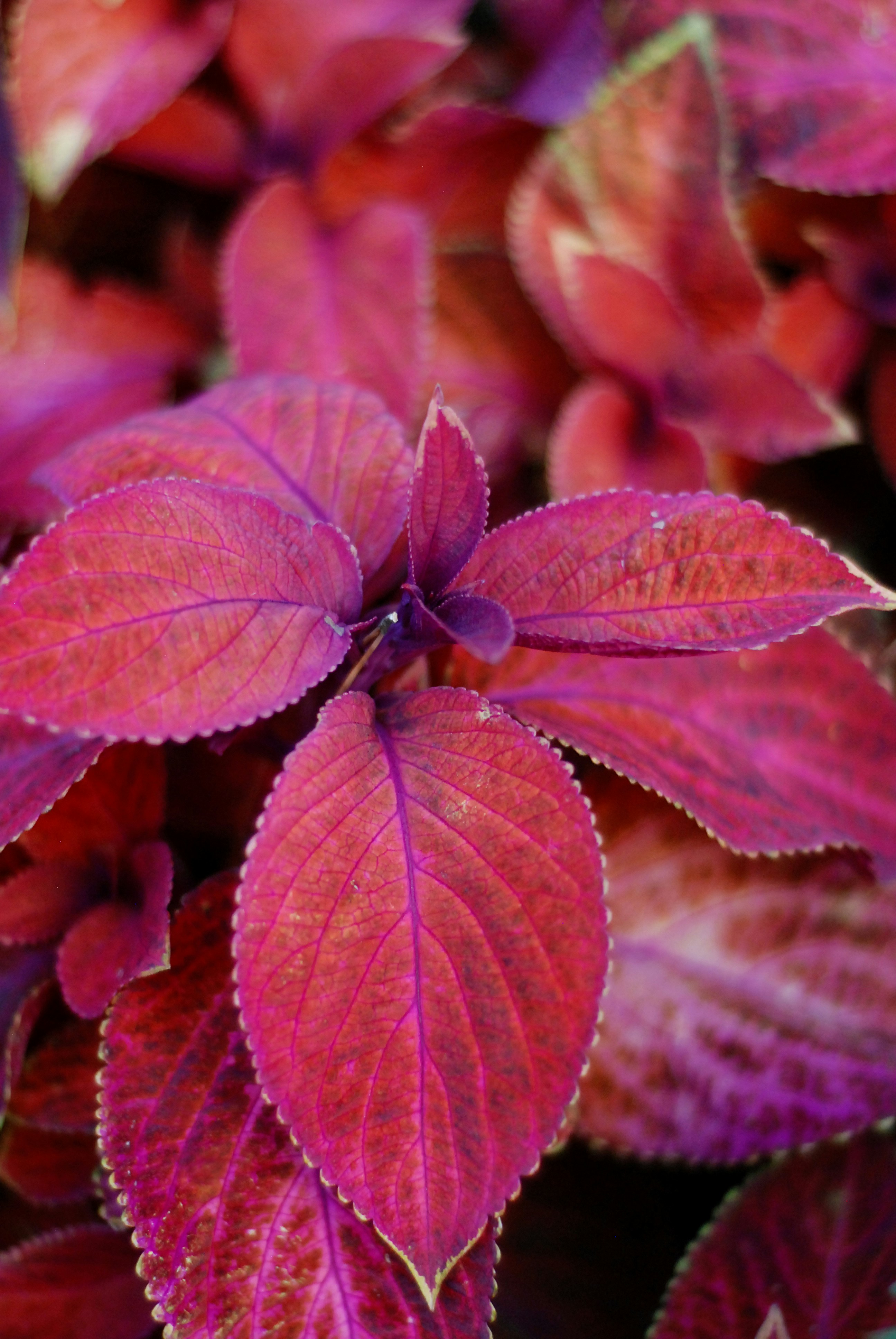 Photo by kovalskihelga