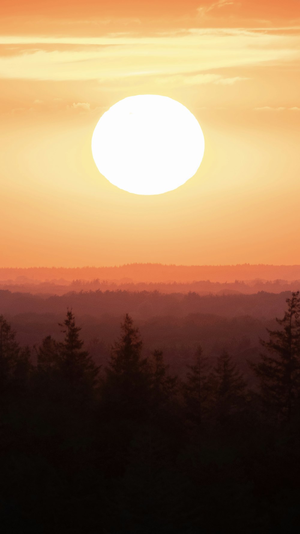 a sunset over a forest