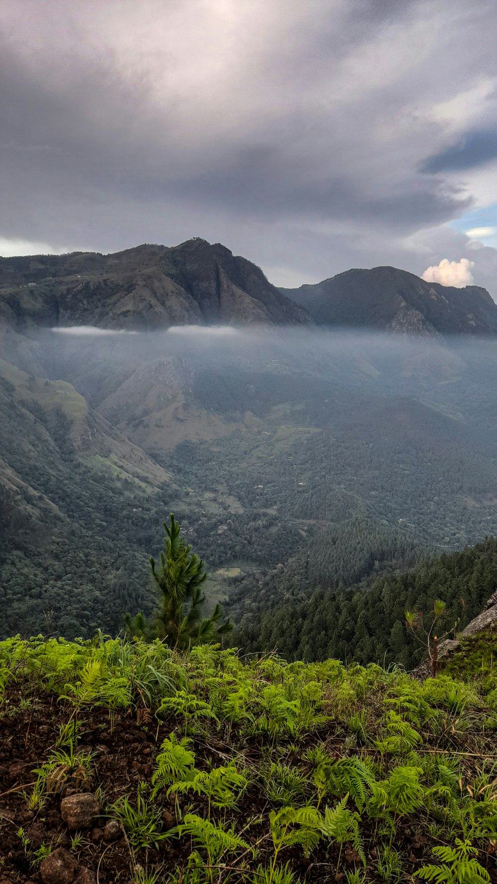 a landscape with trees and mountains in the back