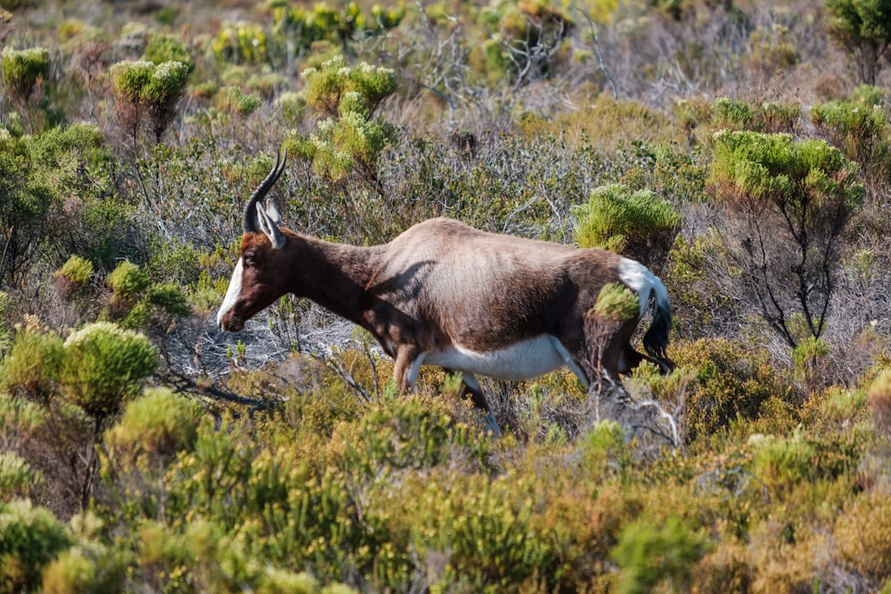 a horned animal walking through a grassy area