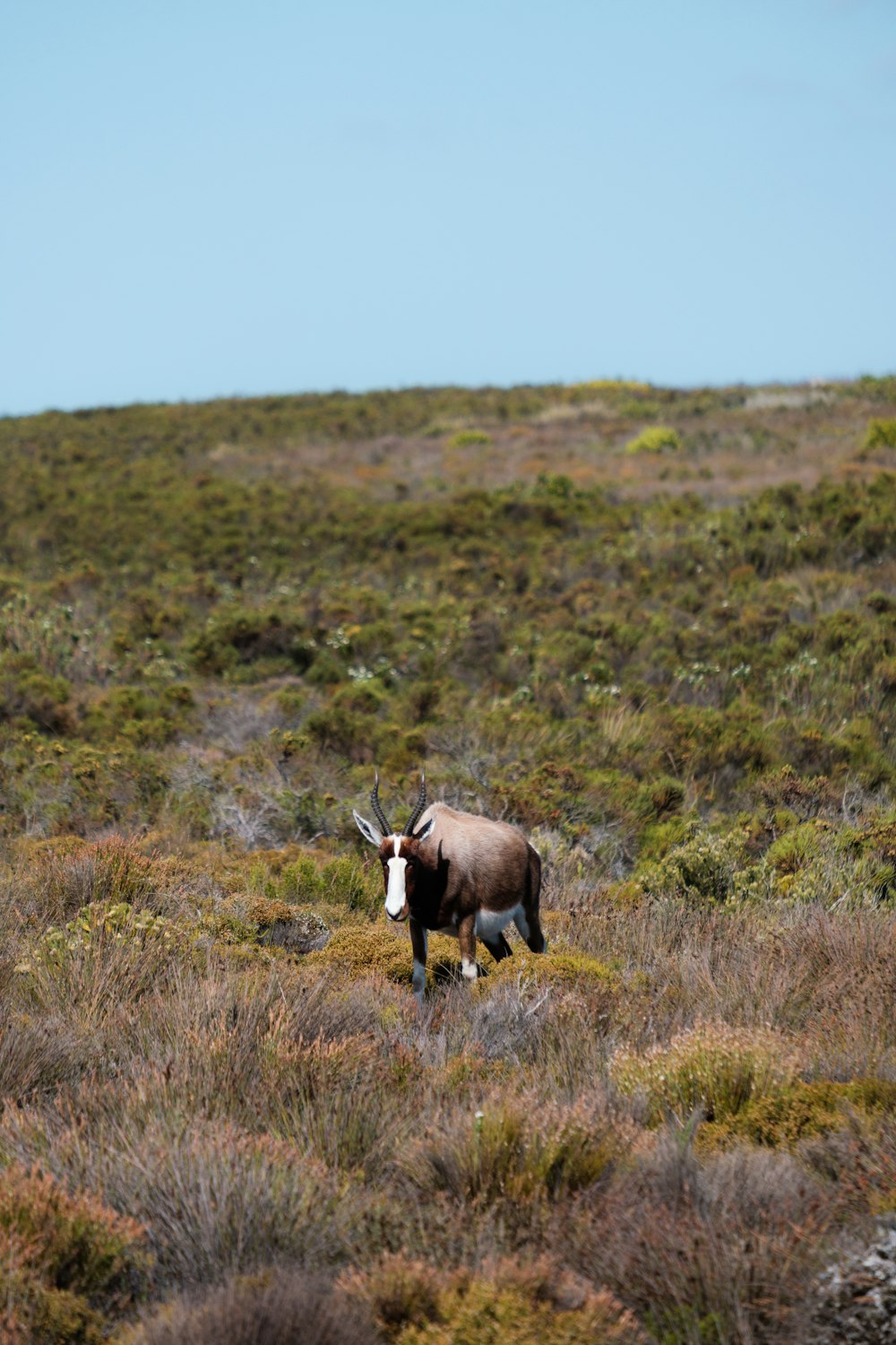 a horned animal in a field