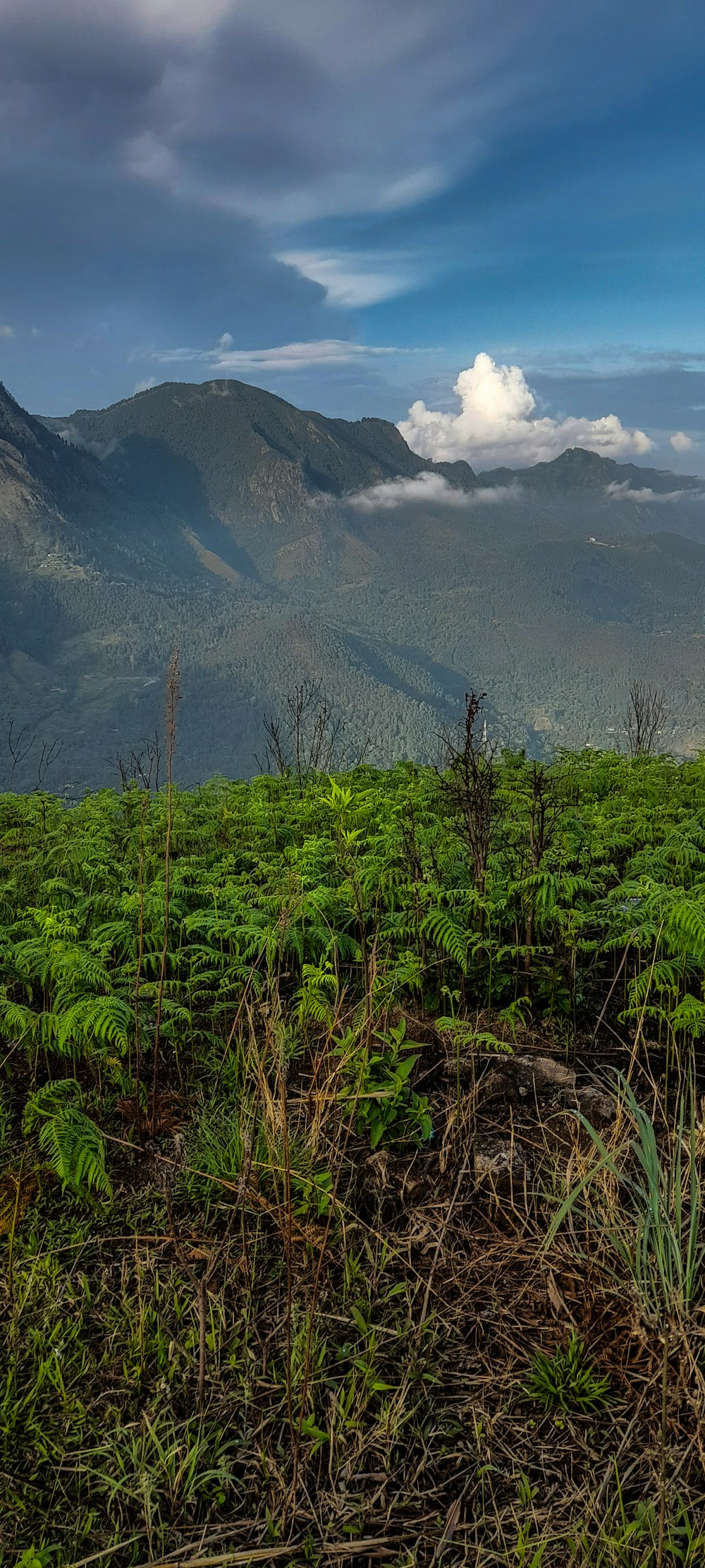 a forest with mountains in the background