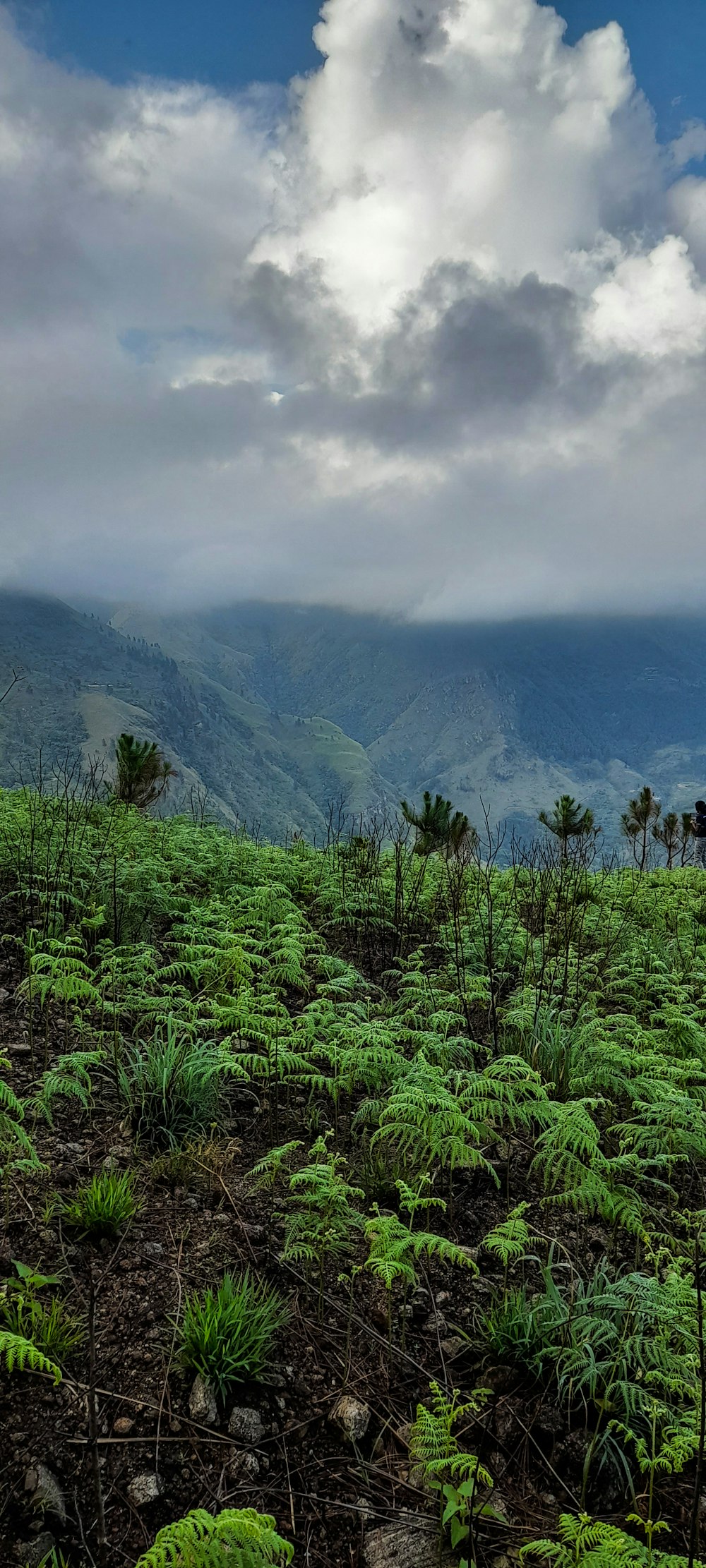 Un gran paisaje verde con árboles y montañas al fondo