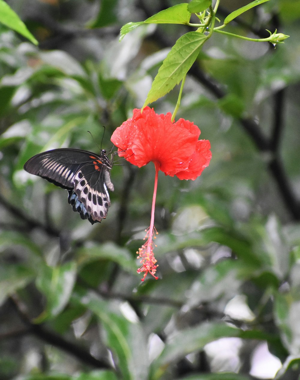 Un papillon sur une fleur