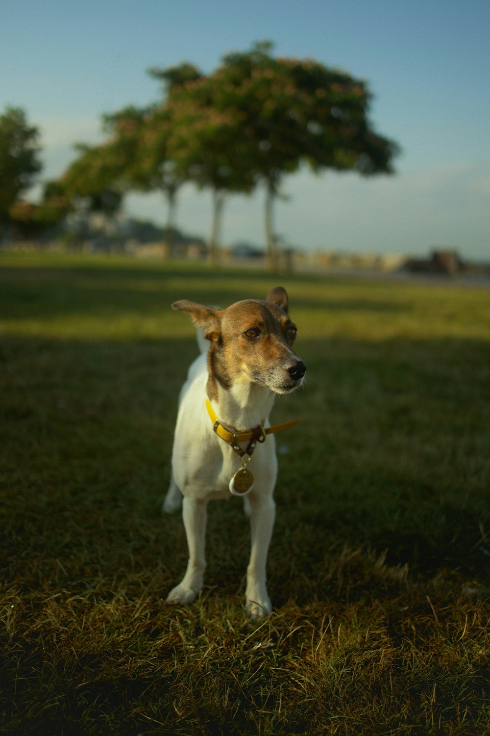 a dog sitting in a grassy area