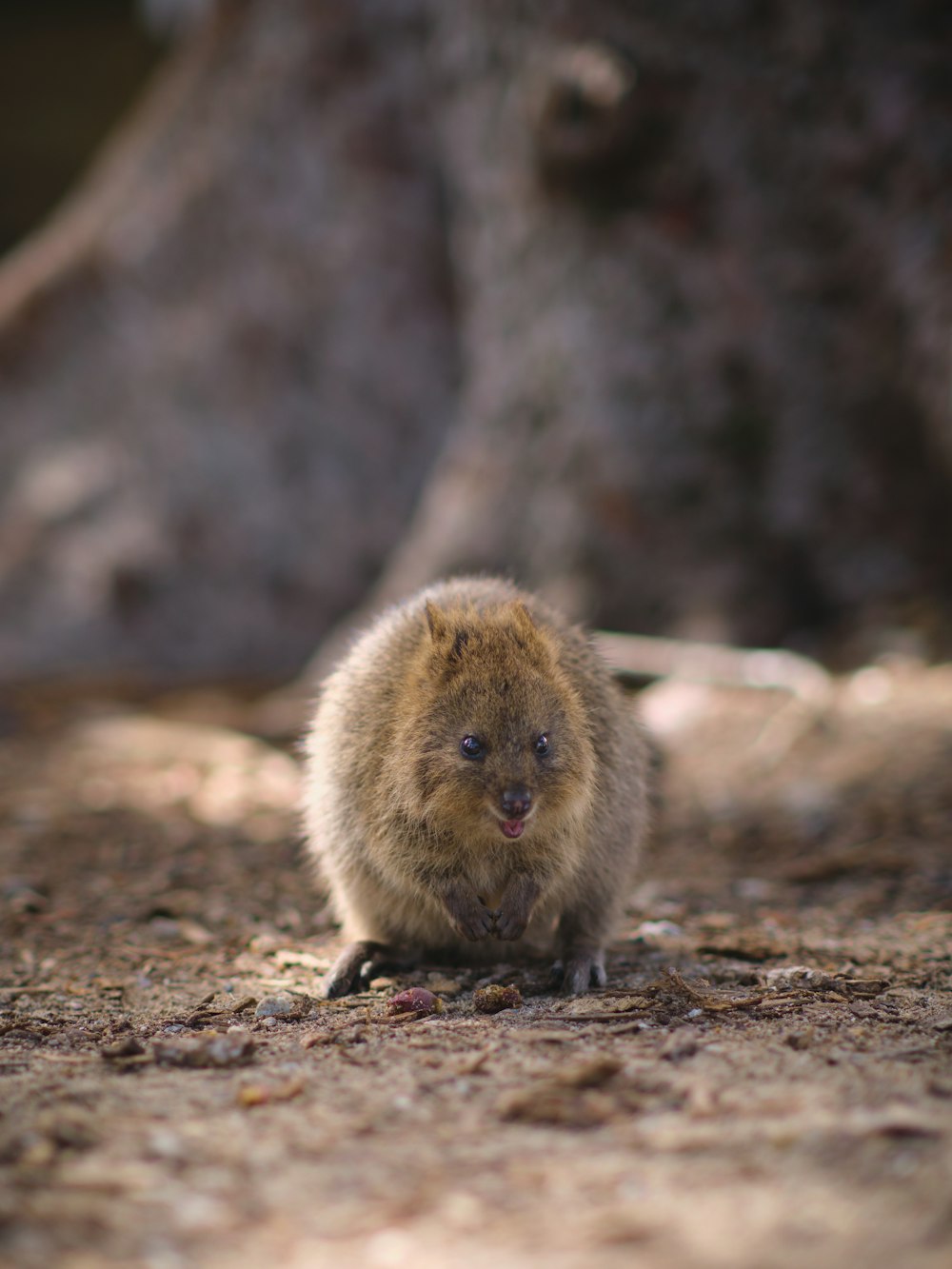 a small animal standing on the ground