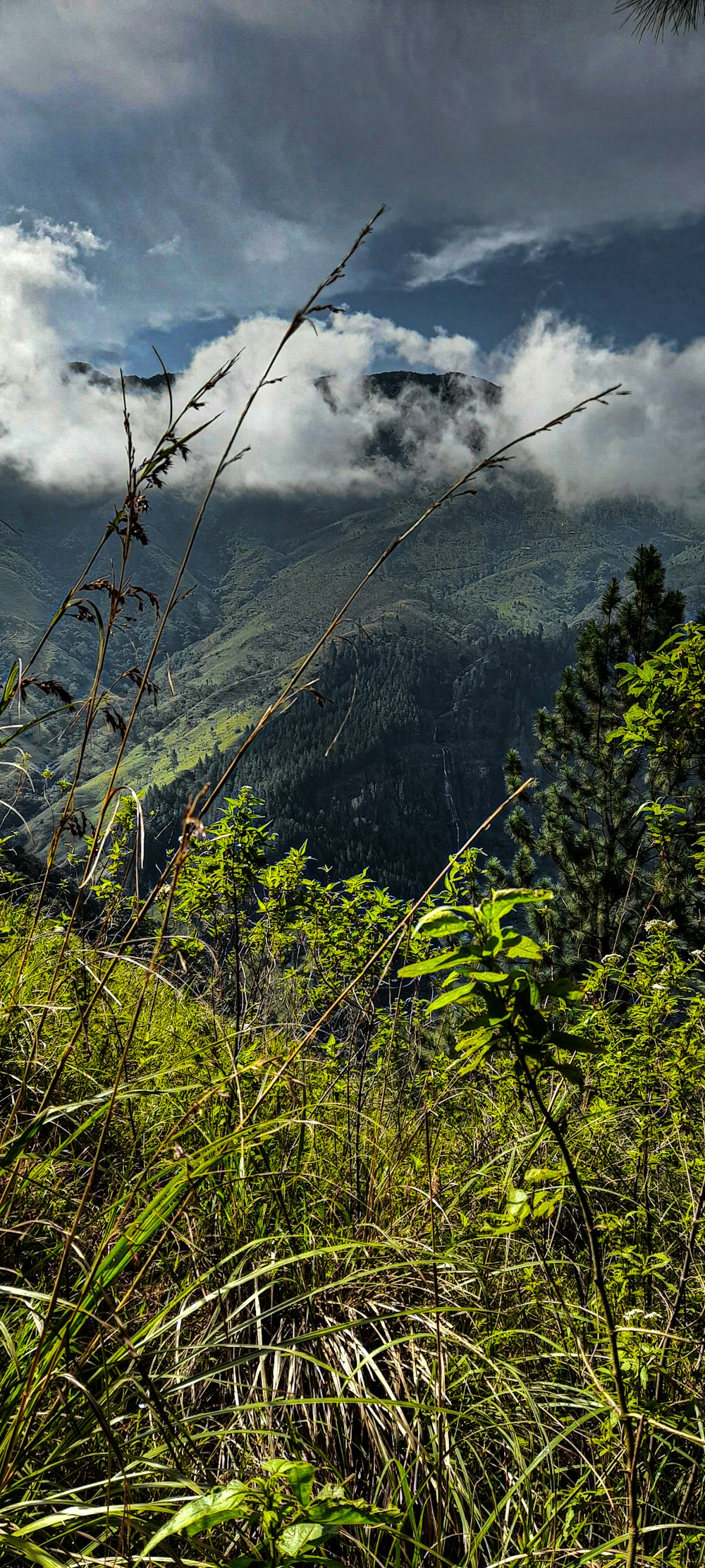 a forest with a cloud of smoke