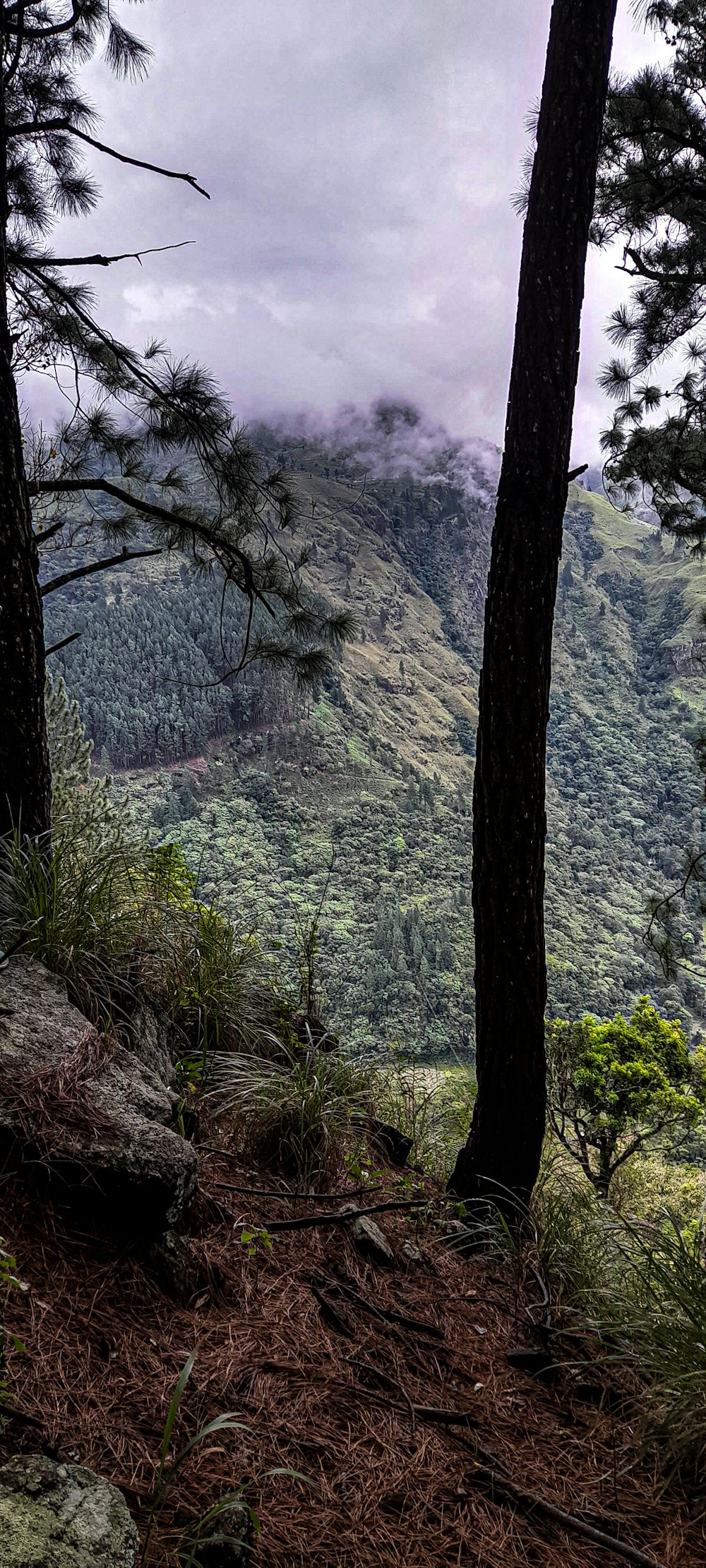 a forest with trees