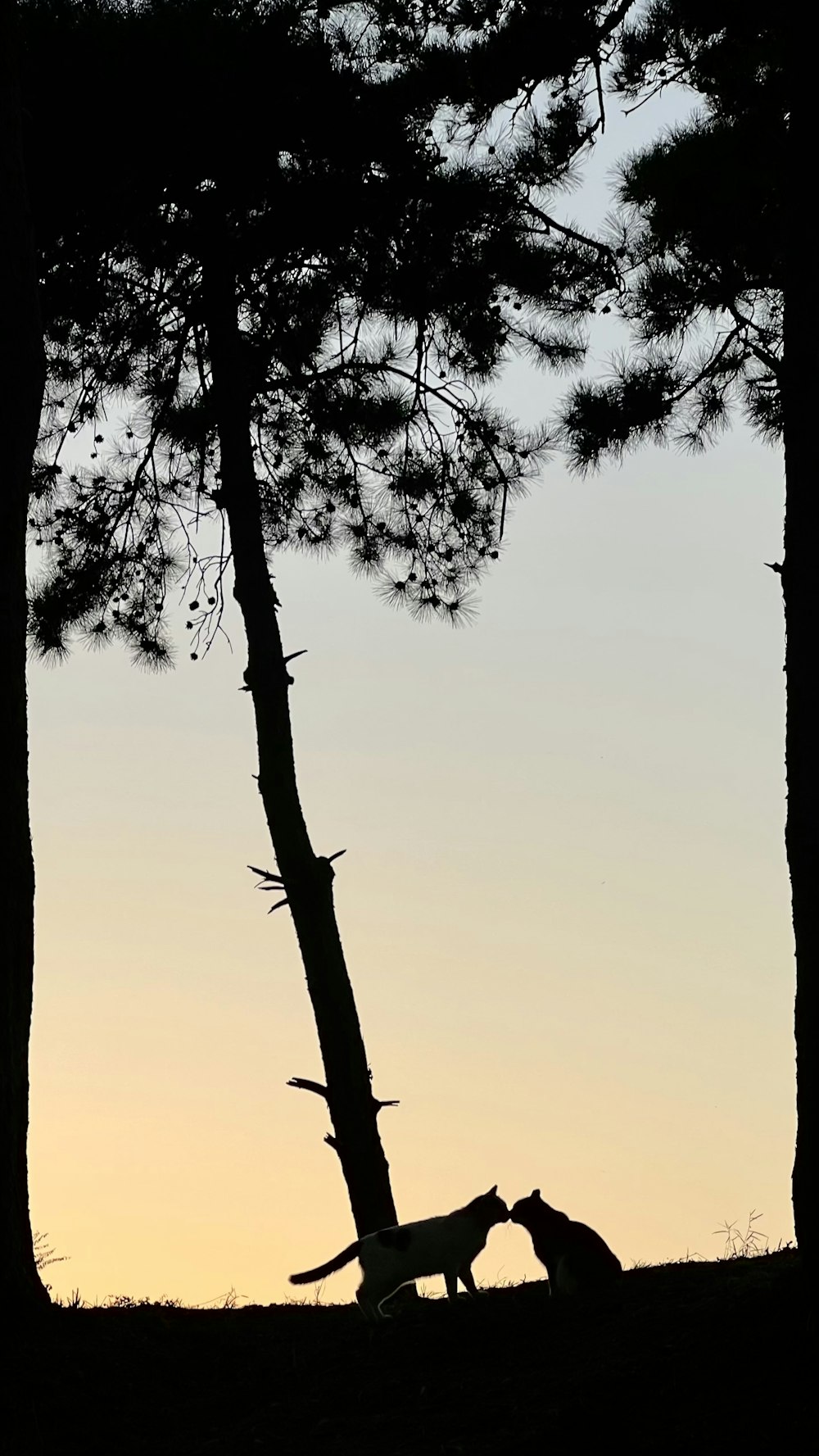 a couple of cats in a tree