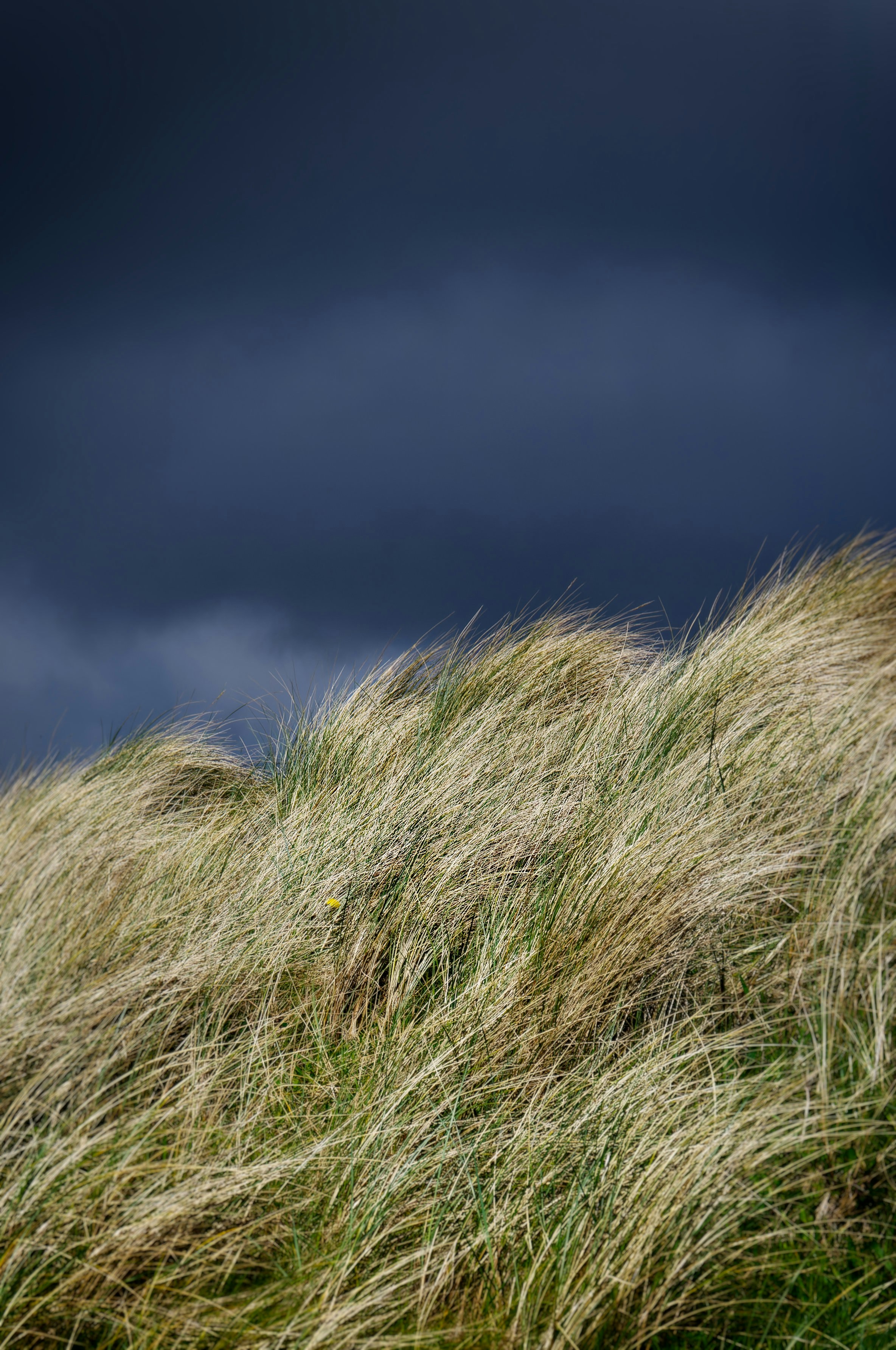 a grassy field with a blue sky