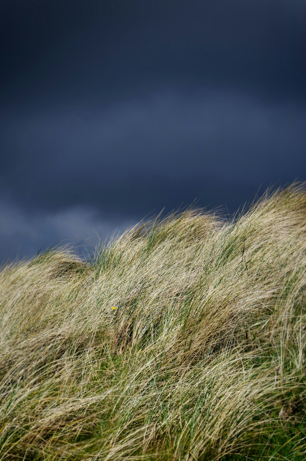 a grassy field with a blue sky