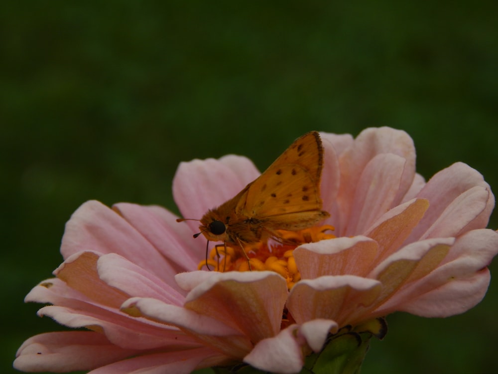 Un papillon sur une fleur