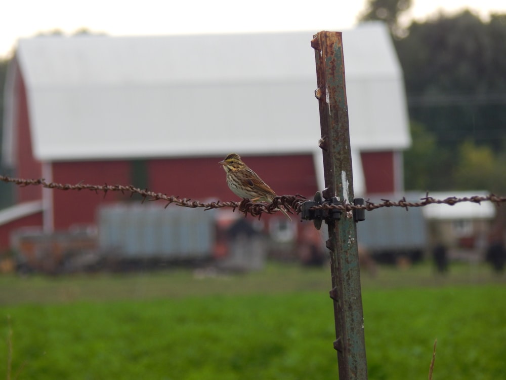 a bird perched on a fence