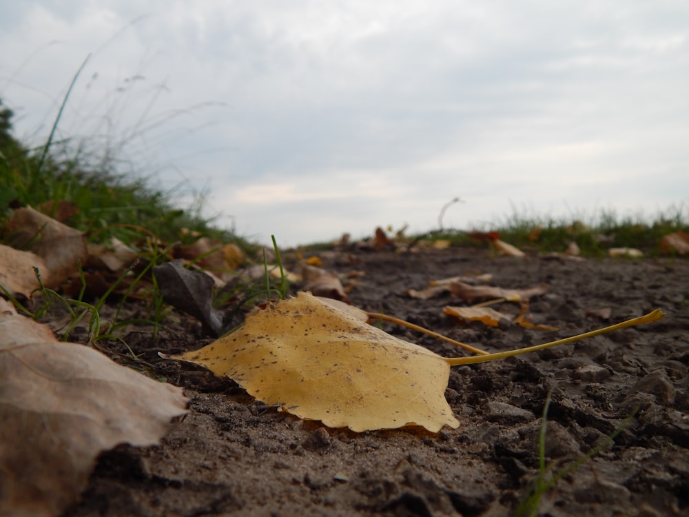 a leaf on the ground