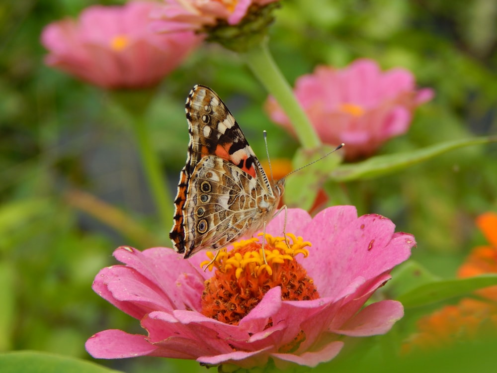 a butterfly on a flower