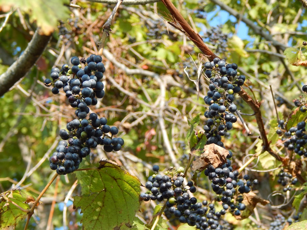 a close-up of some grapes