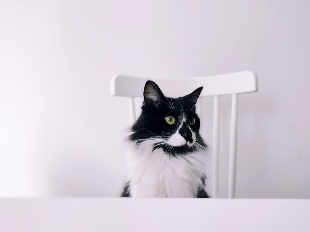 a cat sitting on a chair