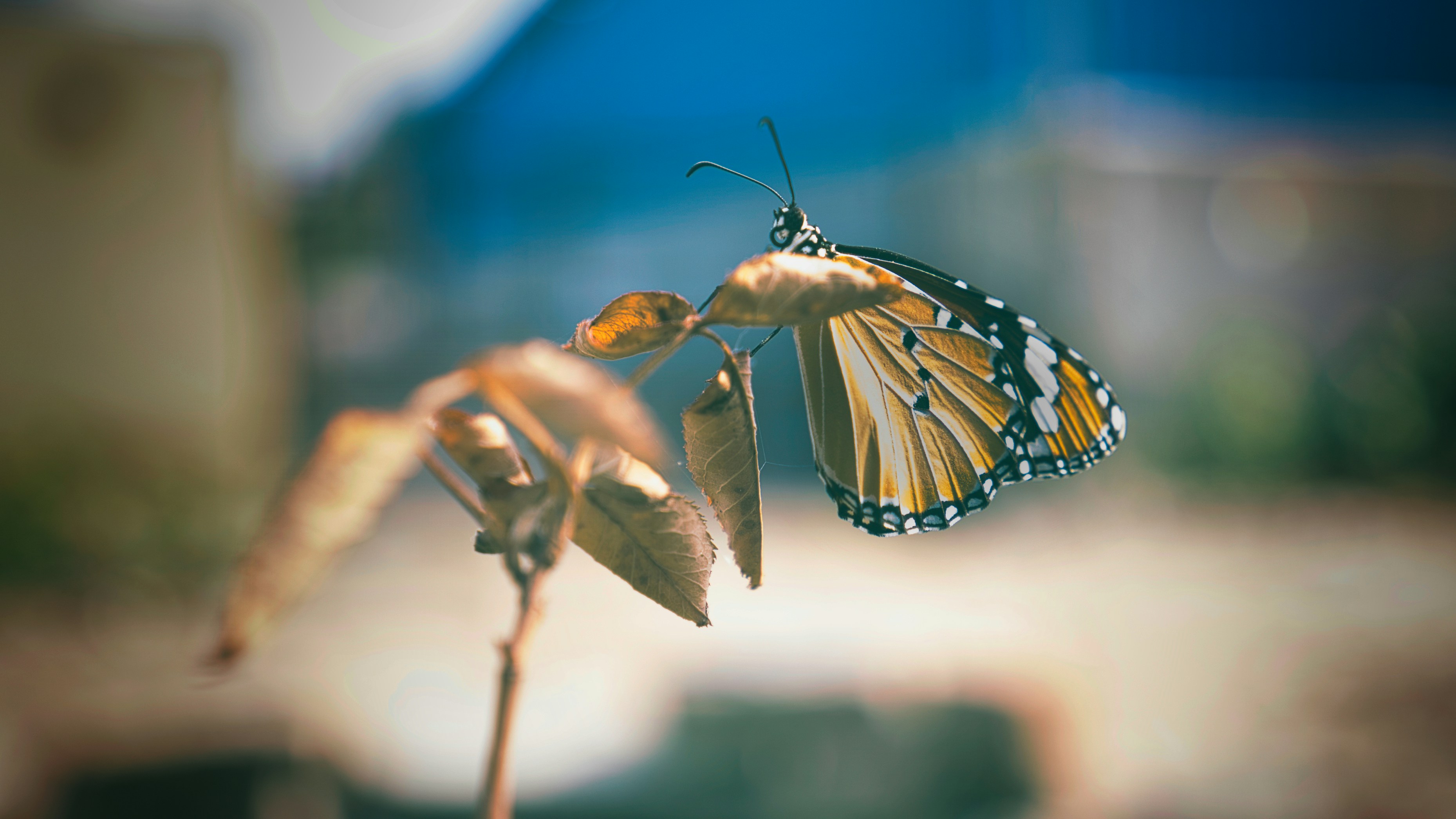 uma borboleta em uma planta