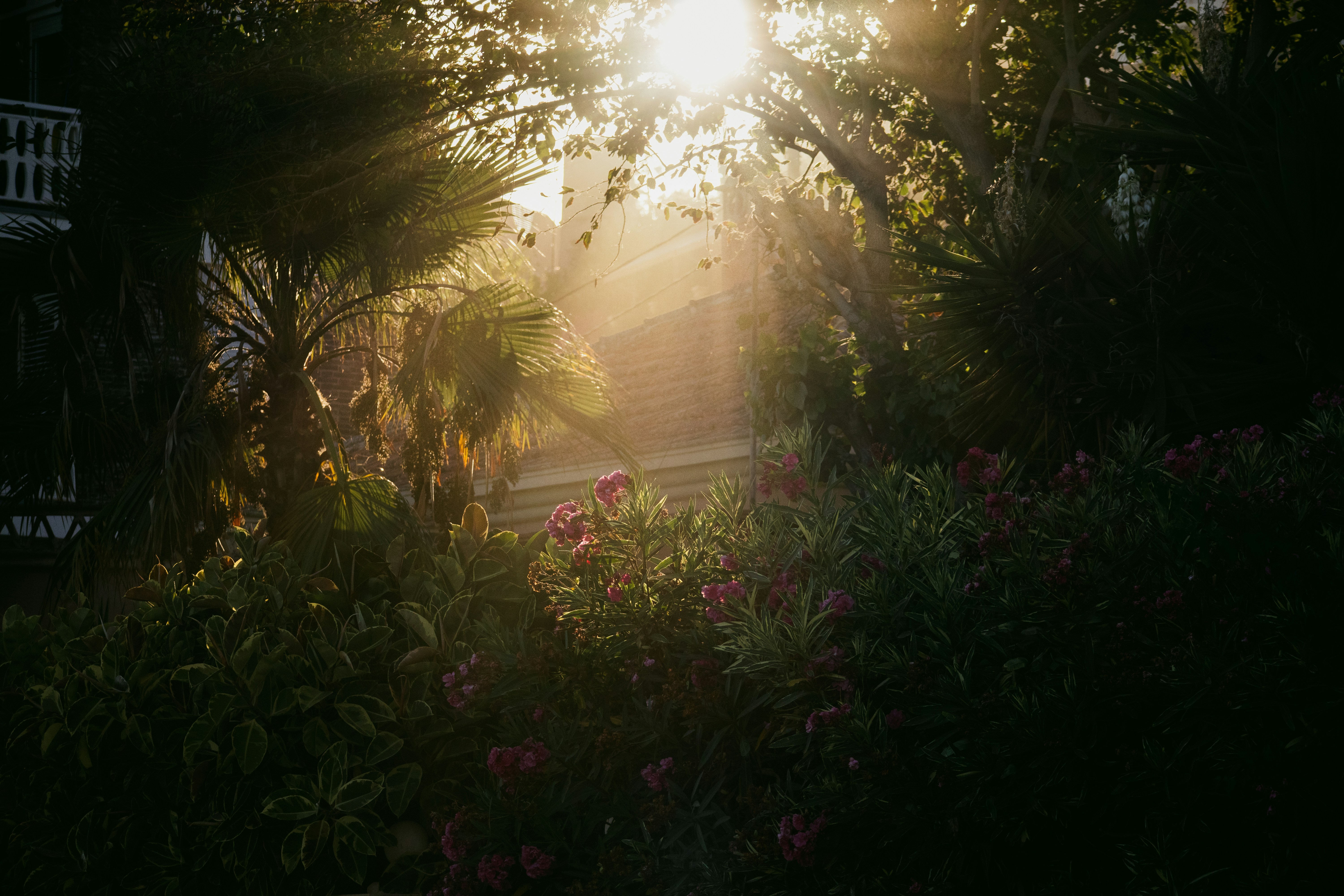 a garden with trees and plants, 
