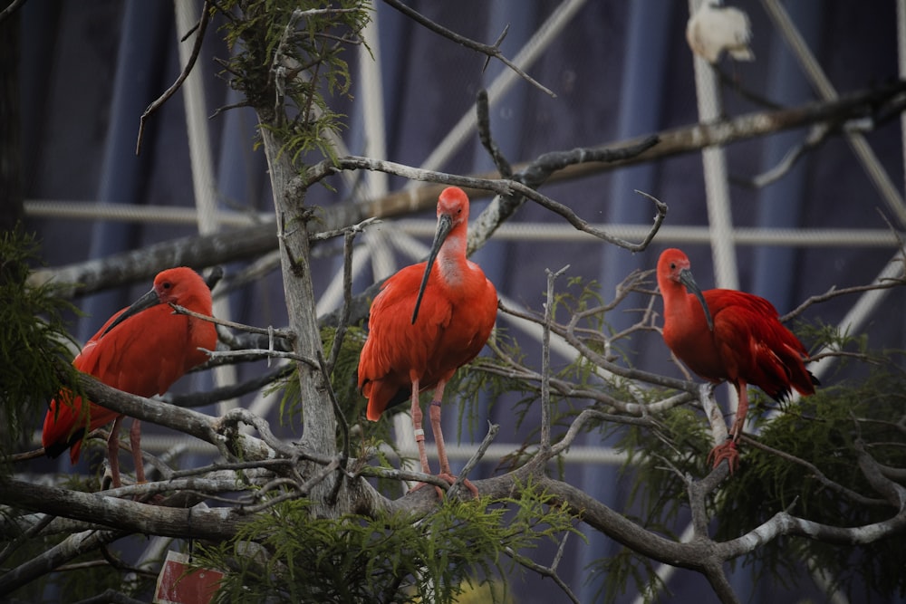 a group of birds sit on a tree branch