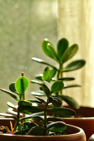 a plant in a pot