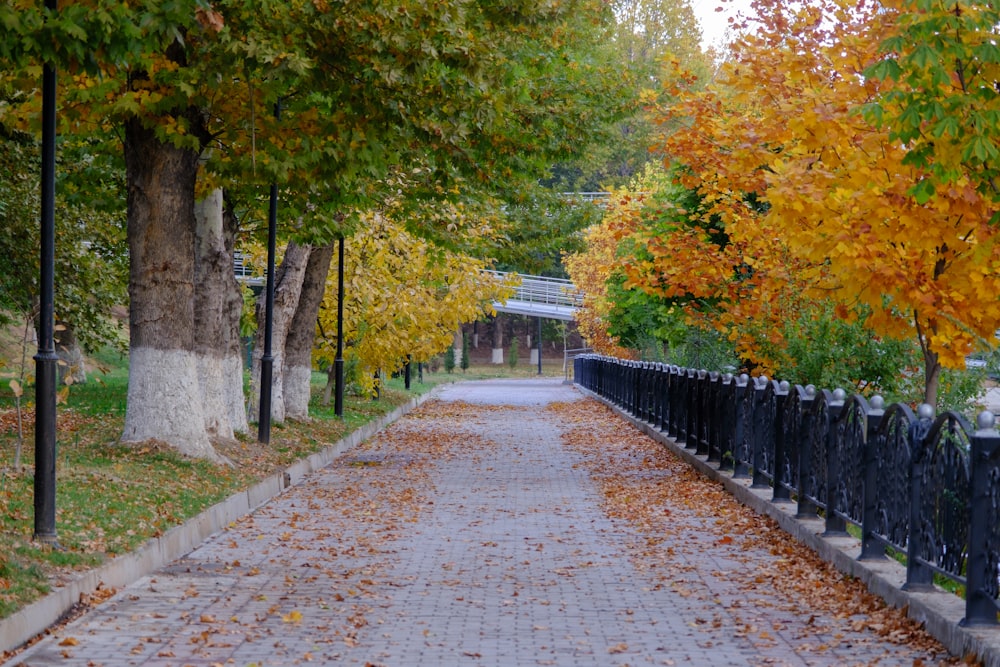 a path with trees on either side