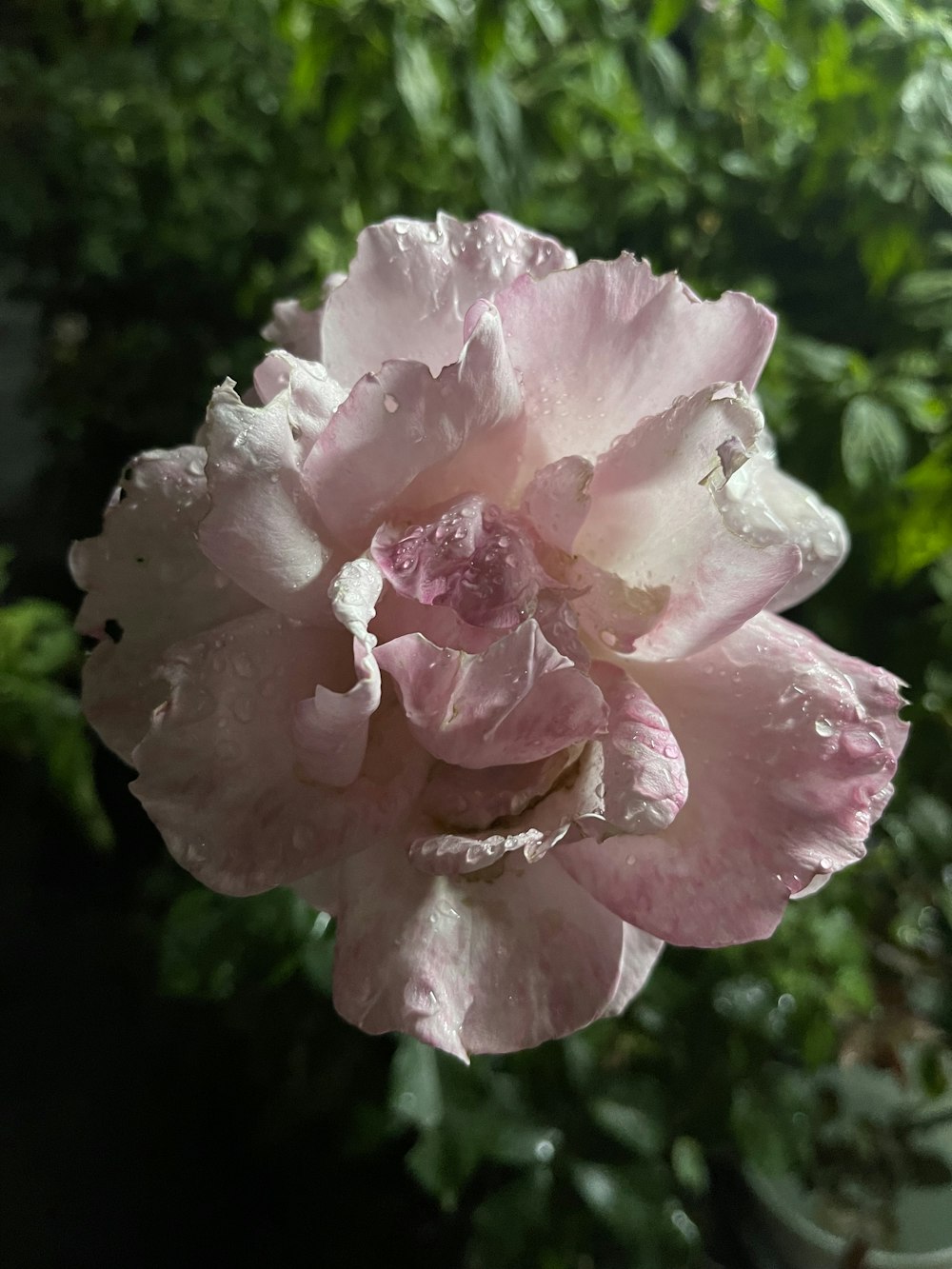 a close up of a flower