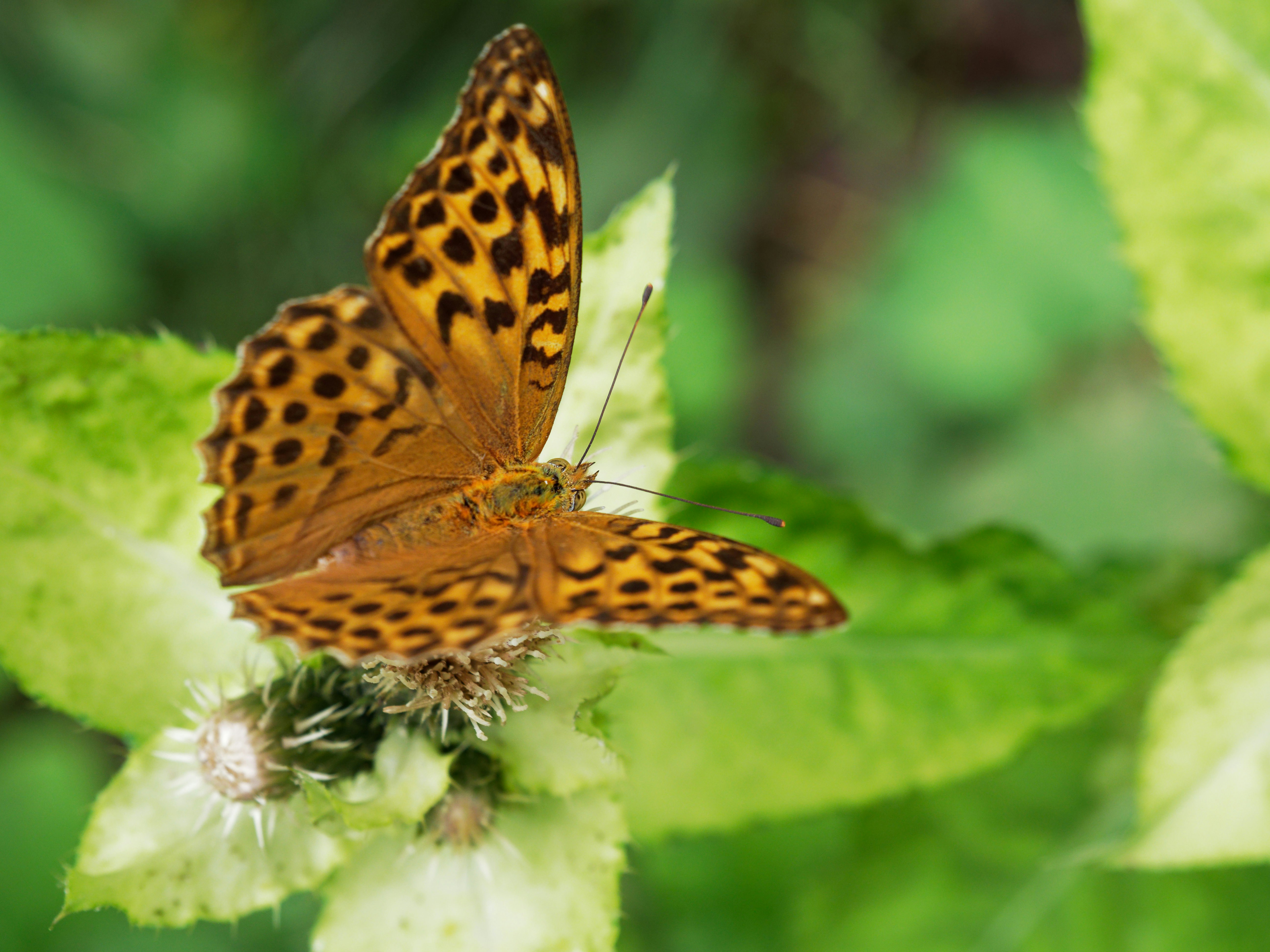 Photo by illes_cristi