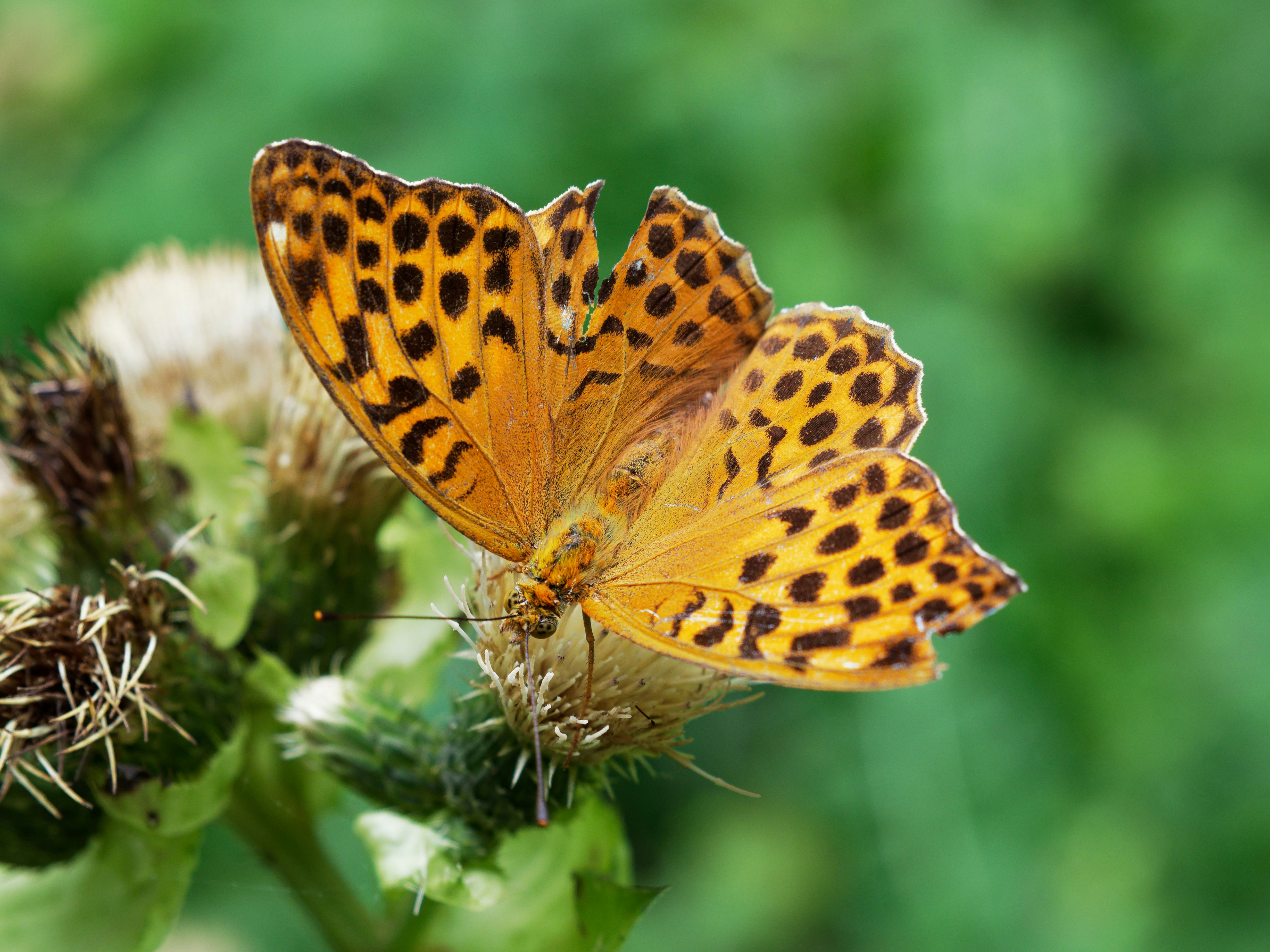 Photo by illes_cristi