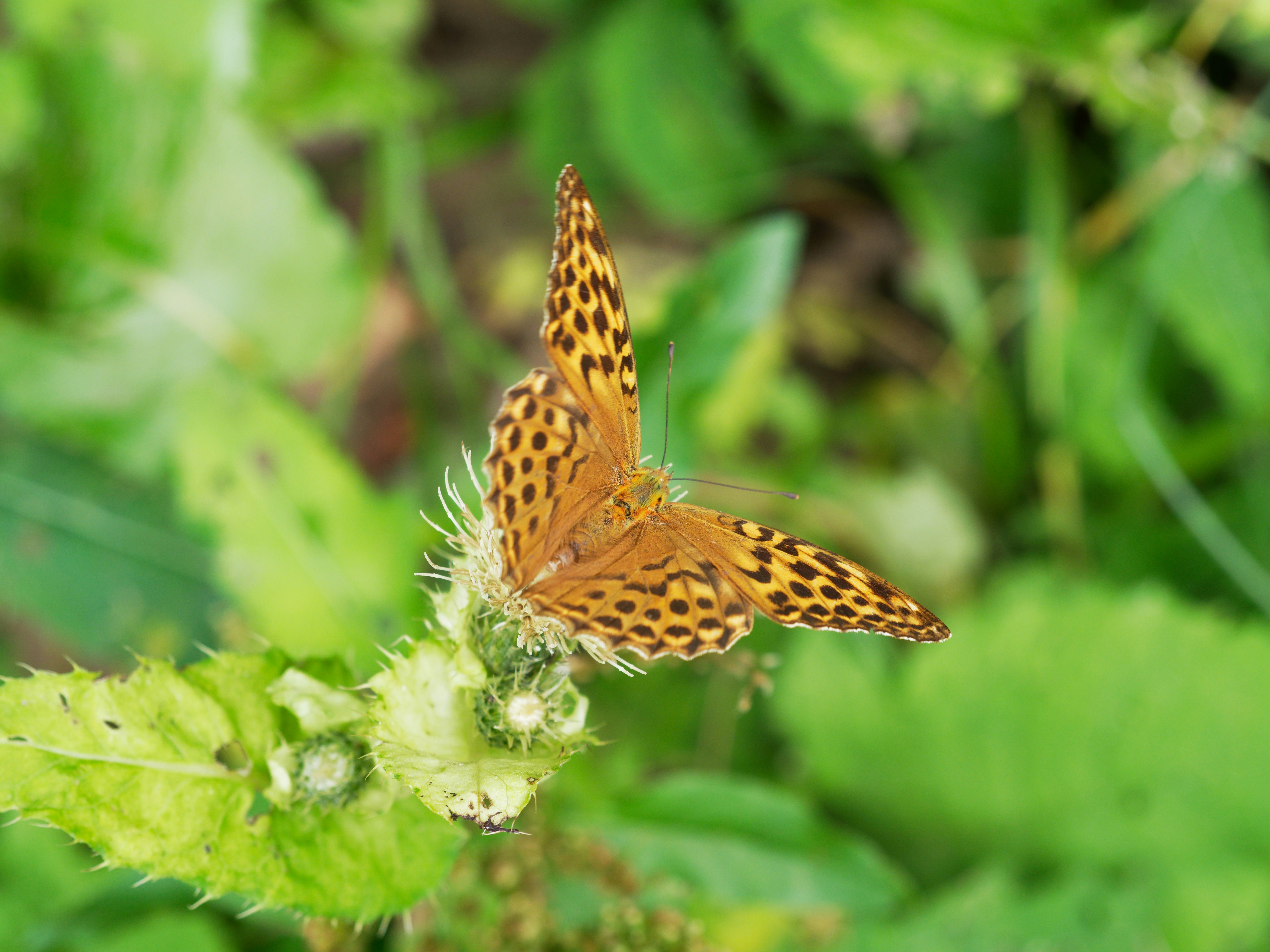 Photo by illes_cristi