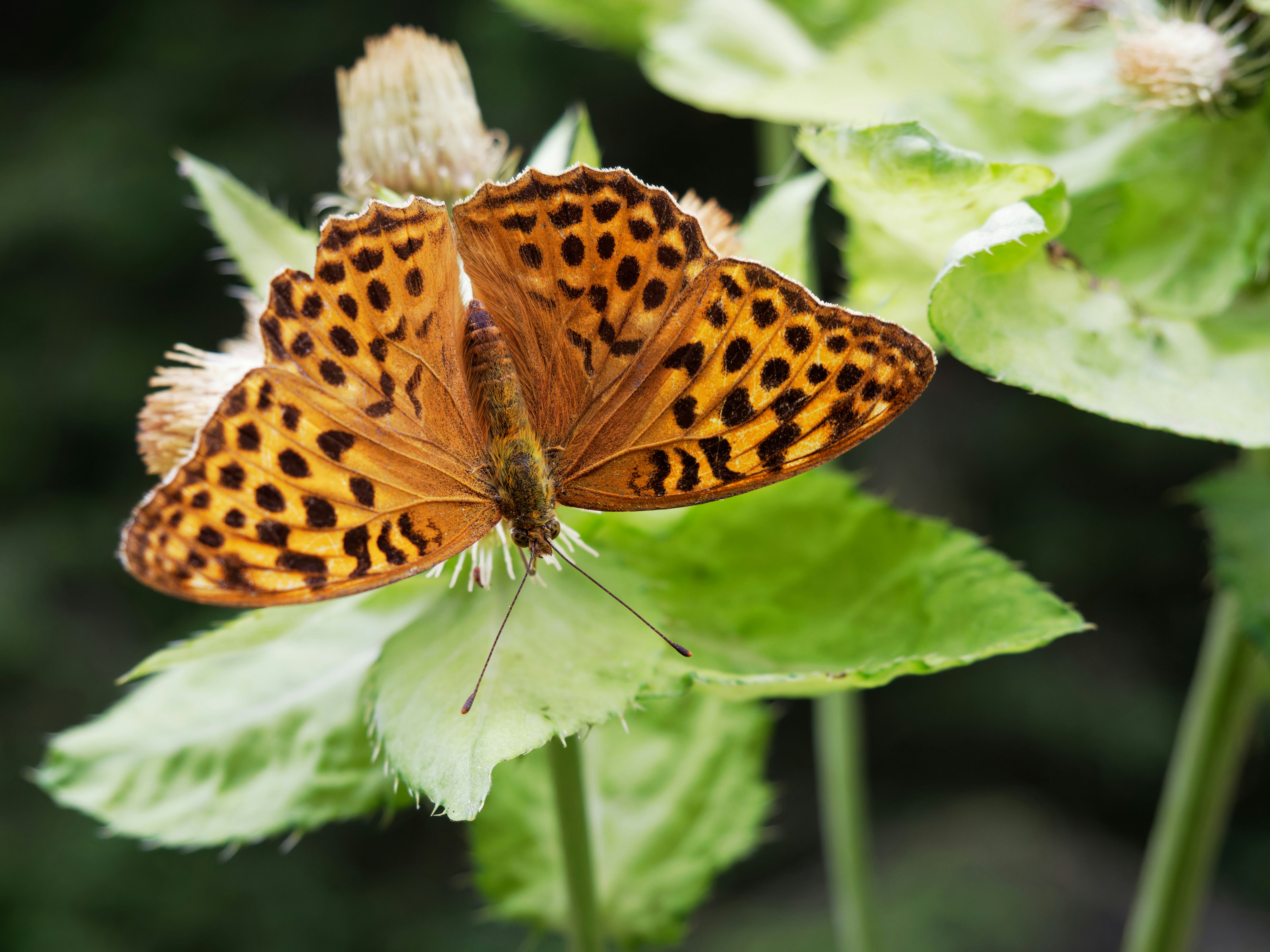 Photo by illes_cristi