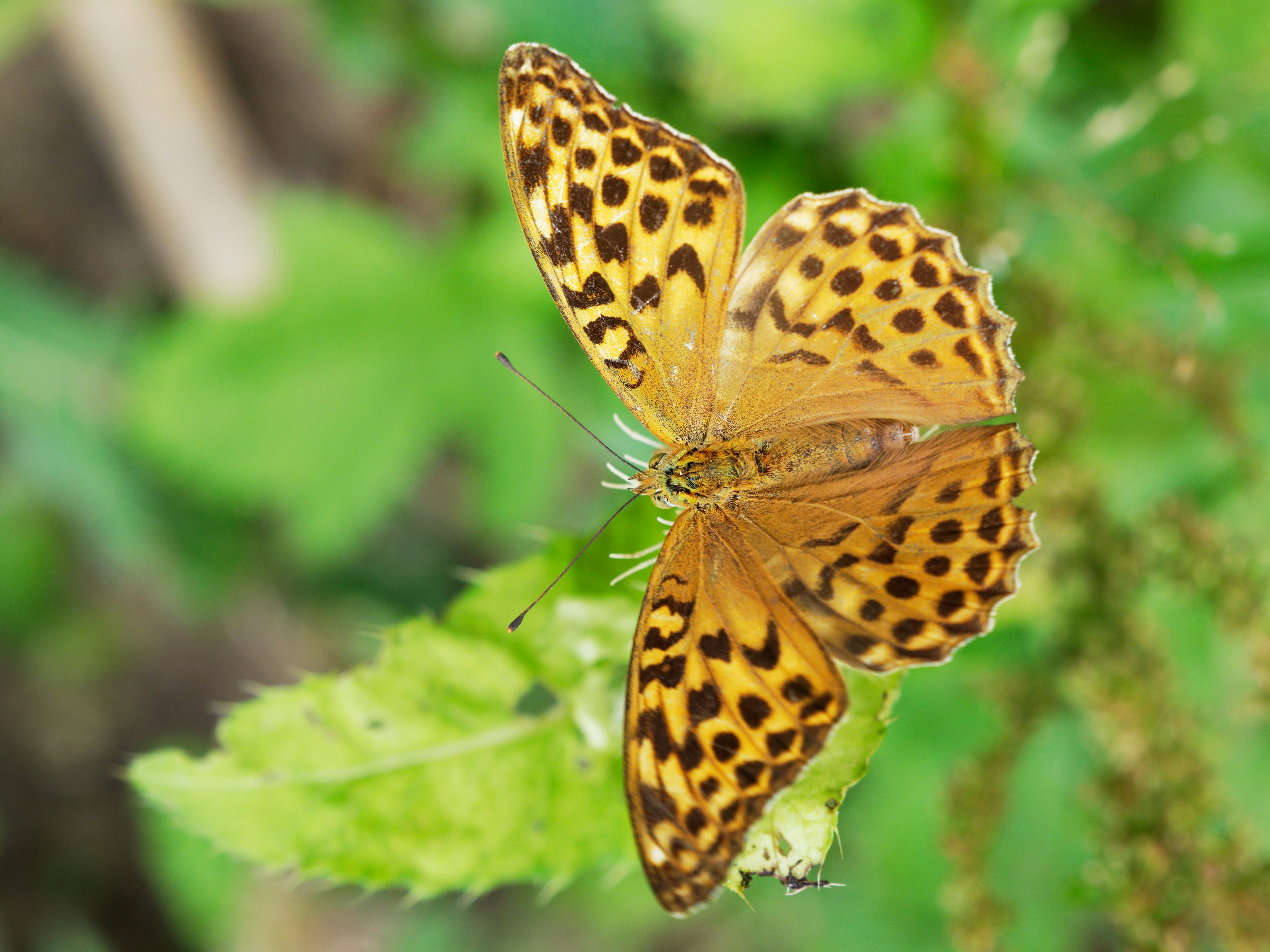 Photo by illes_cristi