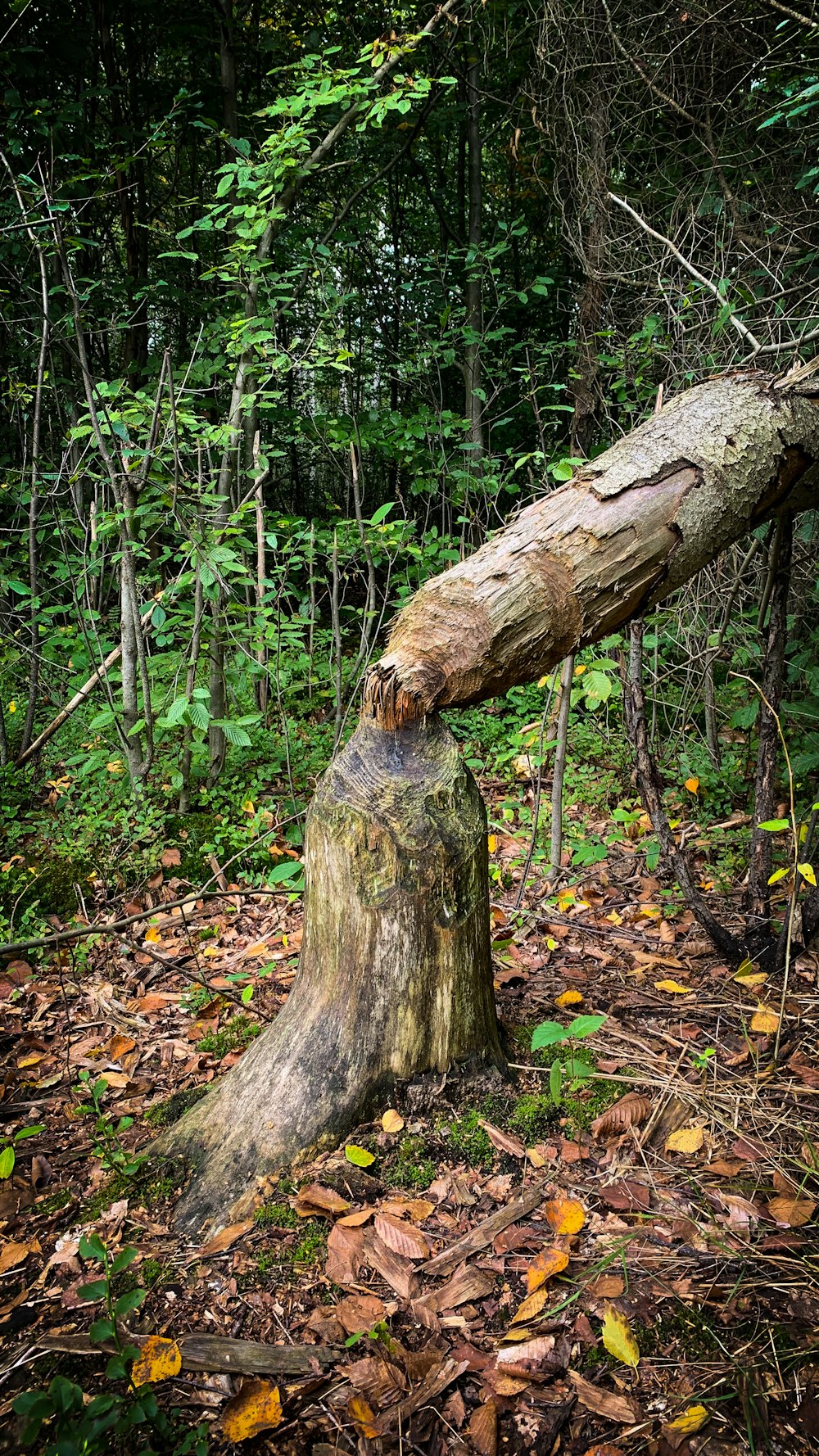 a tree stump in the woods